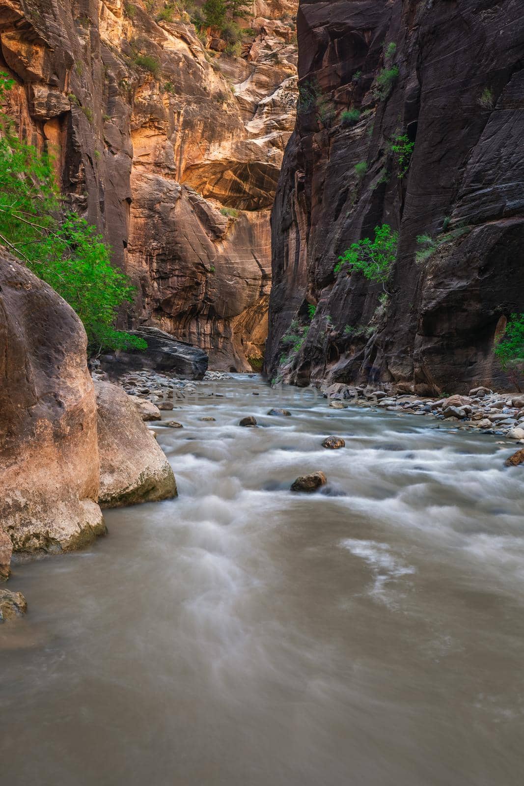 Rough river crossing at the Zion Narrows, narrow of the Virgin River, steep faces of Zion Canyon, Zion National Park, Utah, USA.
