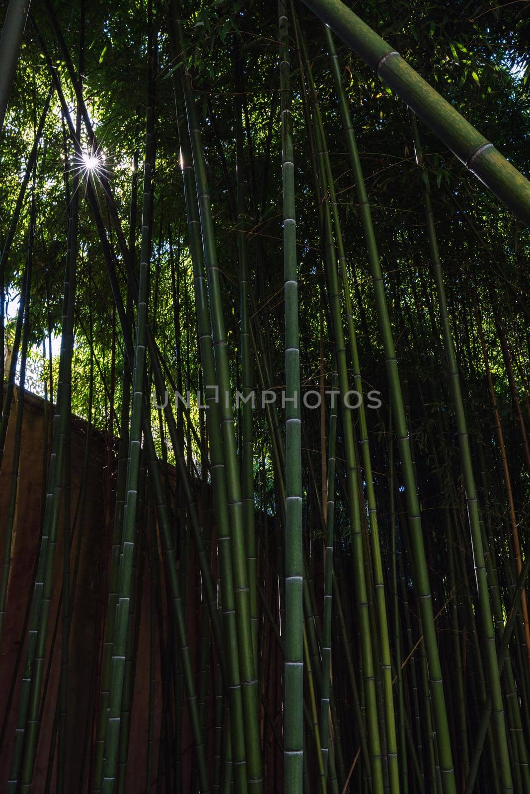 Bamboo forest located in Uskudar district in Istanbul, Turkey at the Asian side of the Bosphorus in Istanbul, Turkey.