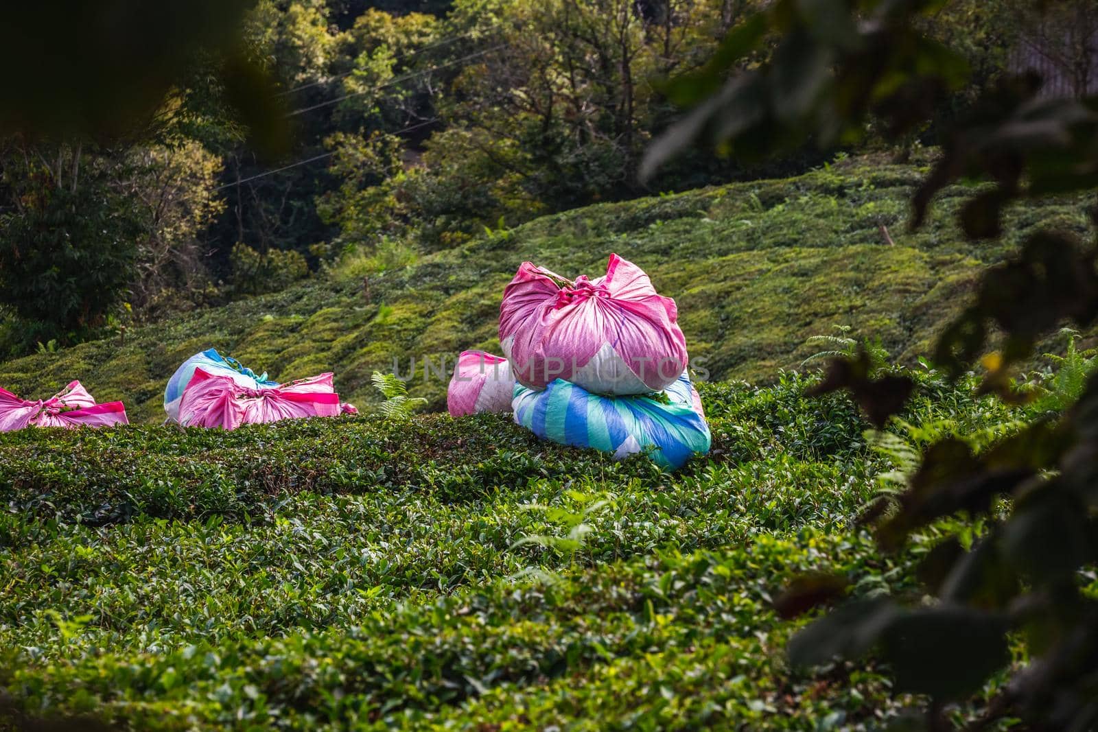 Tea harvest near Karadeniz, Turkey. Endless nature with mountains and hills. Tea plantations and people harvesting crops in Rize, Turkey.