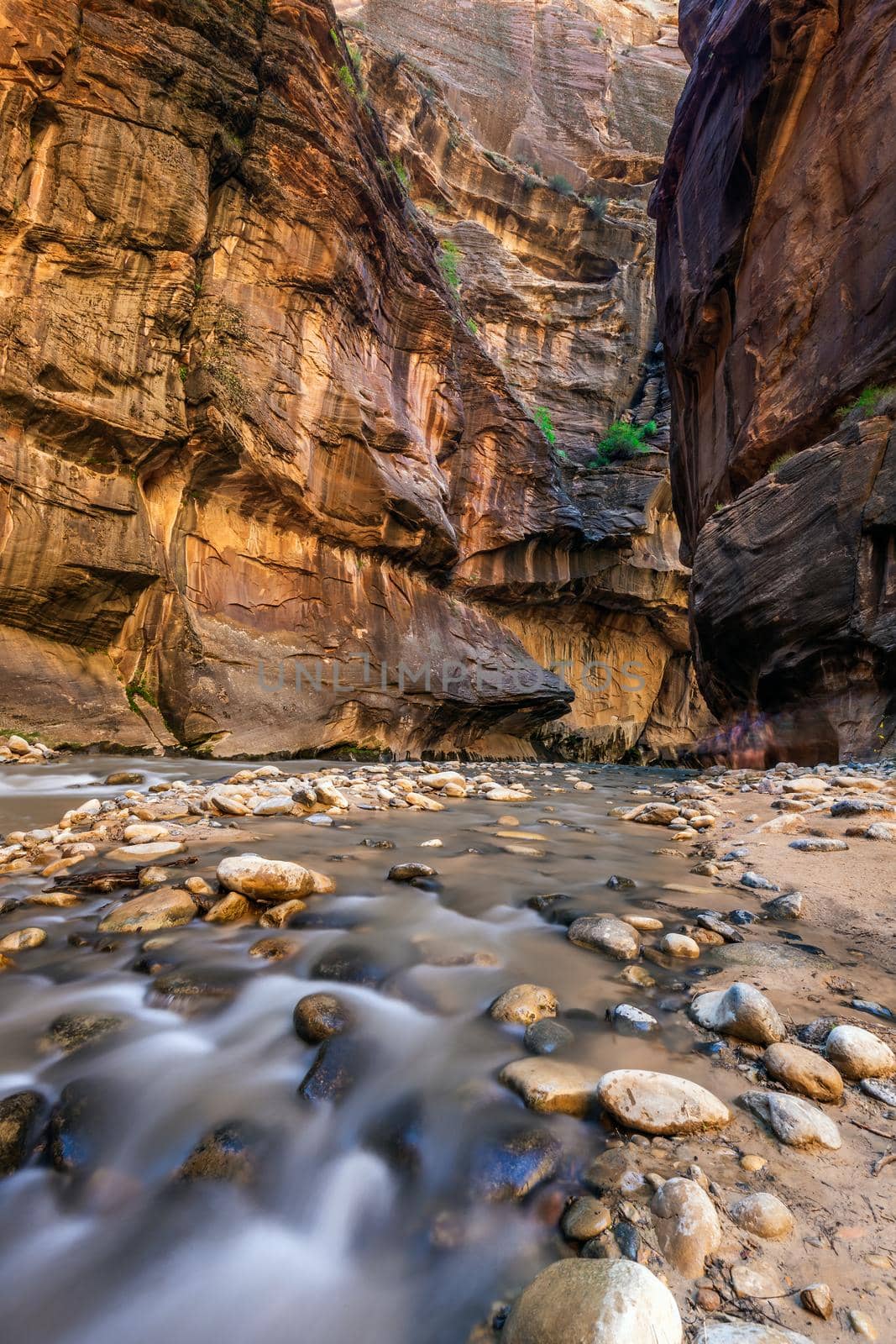 Rough river crossing at the Zion Narrows, narrow of the Virgin River, steep faces of Zion Canyon, Zion National Park, Utah, USA.