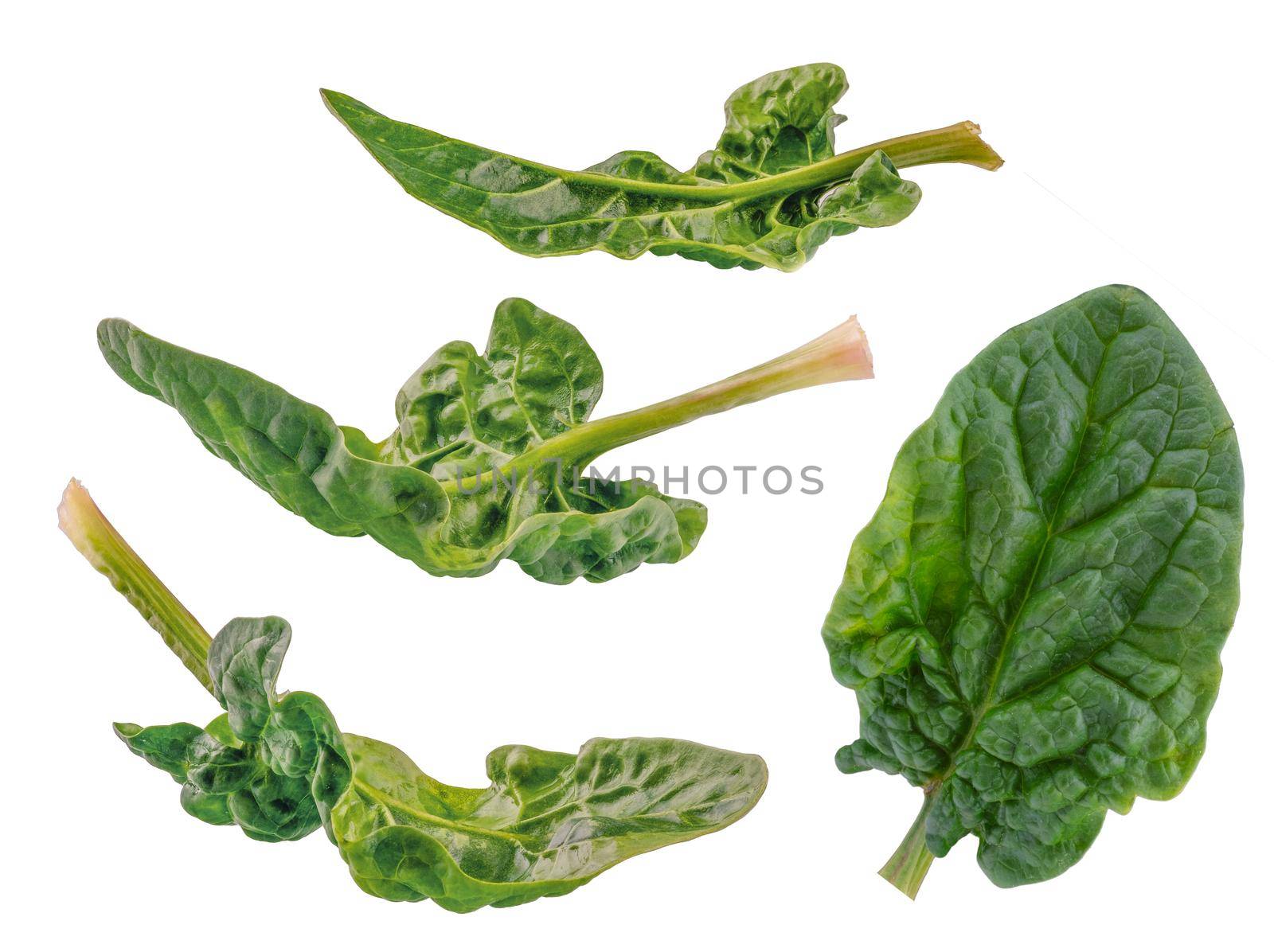 Different Spinach leaves isolated on white background by Fischeron