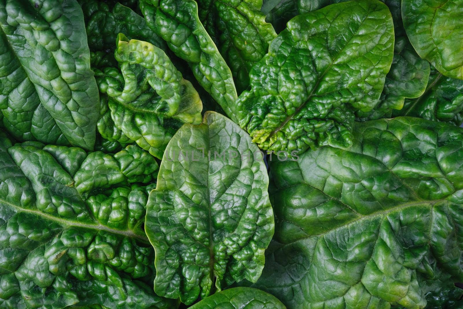 Top View On Fresh Organic Spinach Leaves Healthy Green Food And Vegan Background.