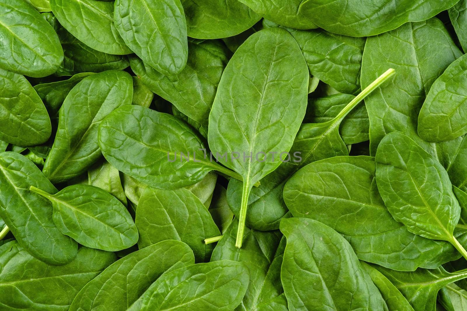 Fresh, green spinach leaves as background top view by Fischeron