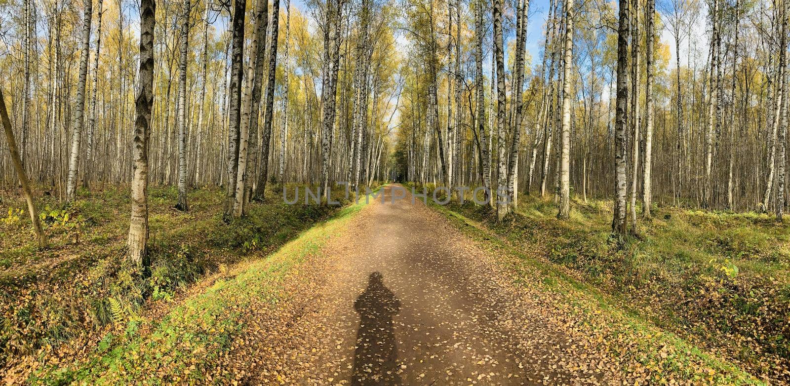 Panorama of first days of autumn in a park, long shadows, blue sky, Buds of trees, Trunks of birches, sunny day, path in the woods, yellow leafs by vladimirdrozdin