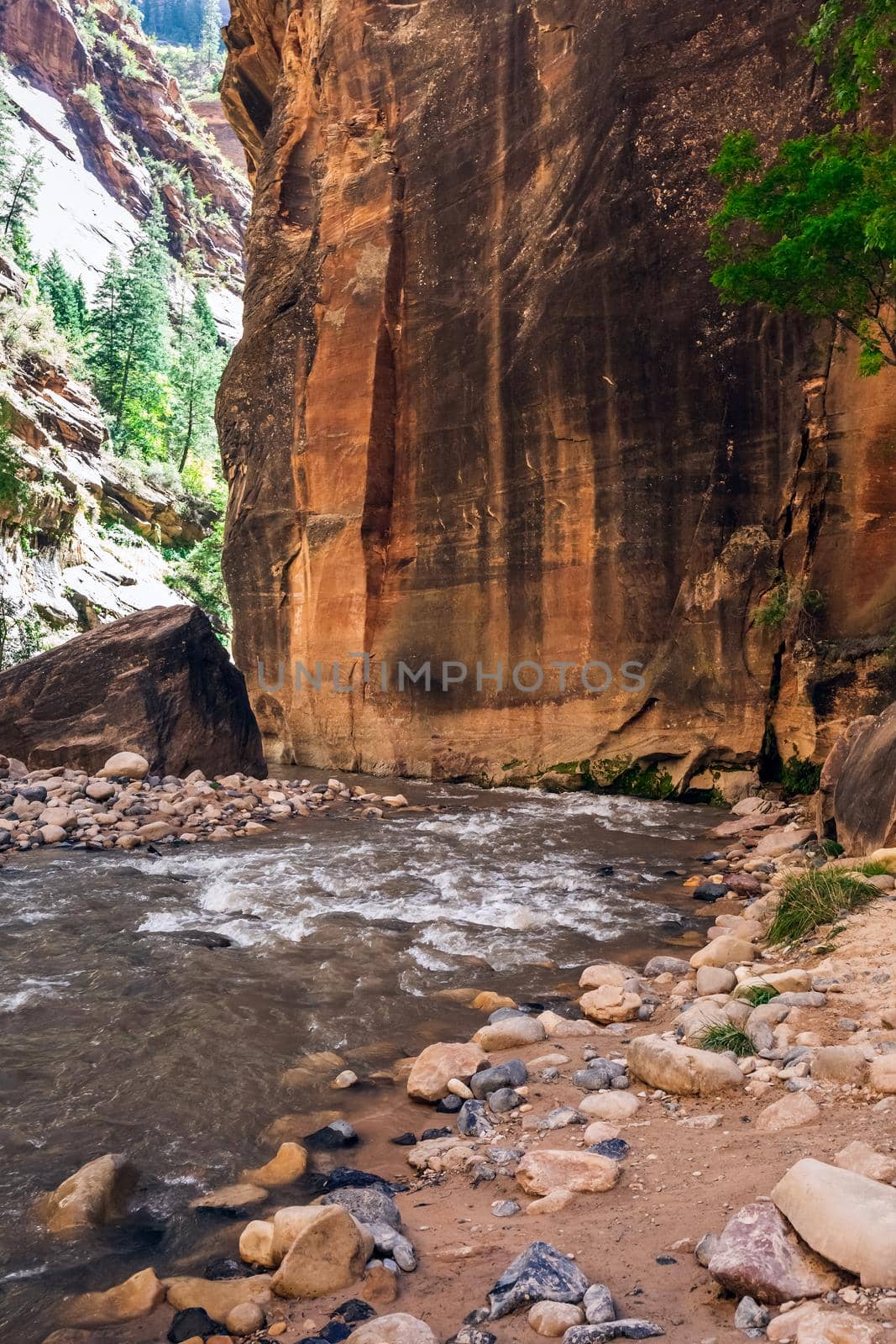 Rough river crossing at the Zion Narrows, narrow of the Virgin River, steep faces of Zion Canyon, Zion National Park, Utah, USA.
