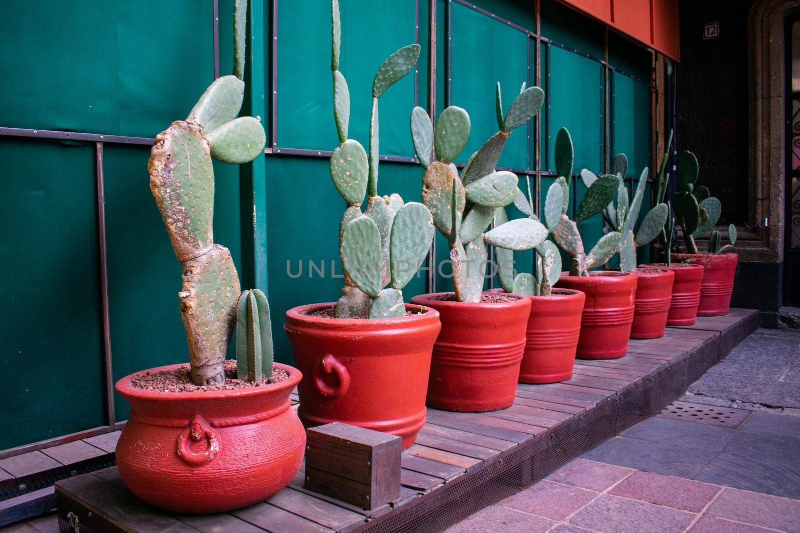 Row of nopales in brown pots on wooden floor and next to green metal wall. Mexican spiky plants in clay pots above wood surface. Traditional plants and food