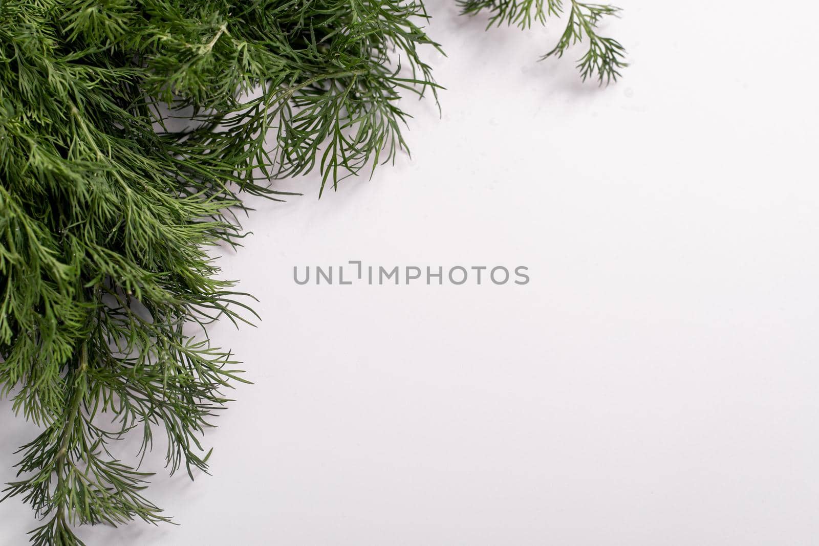 fresh dill grass. on a white background. copy space