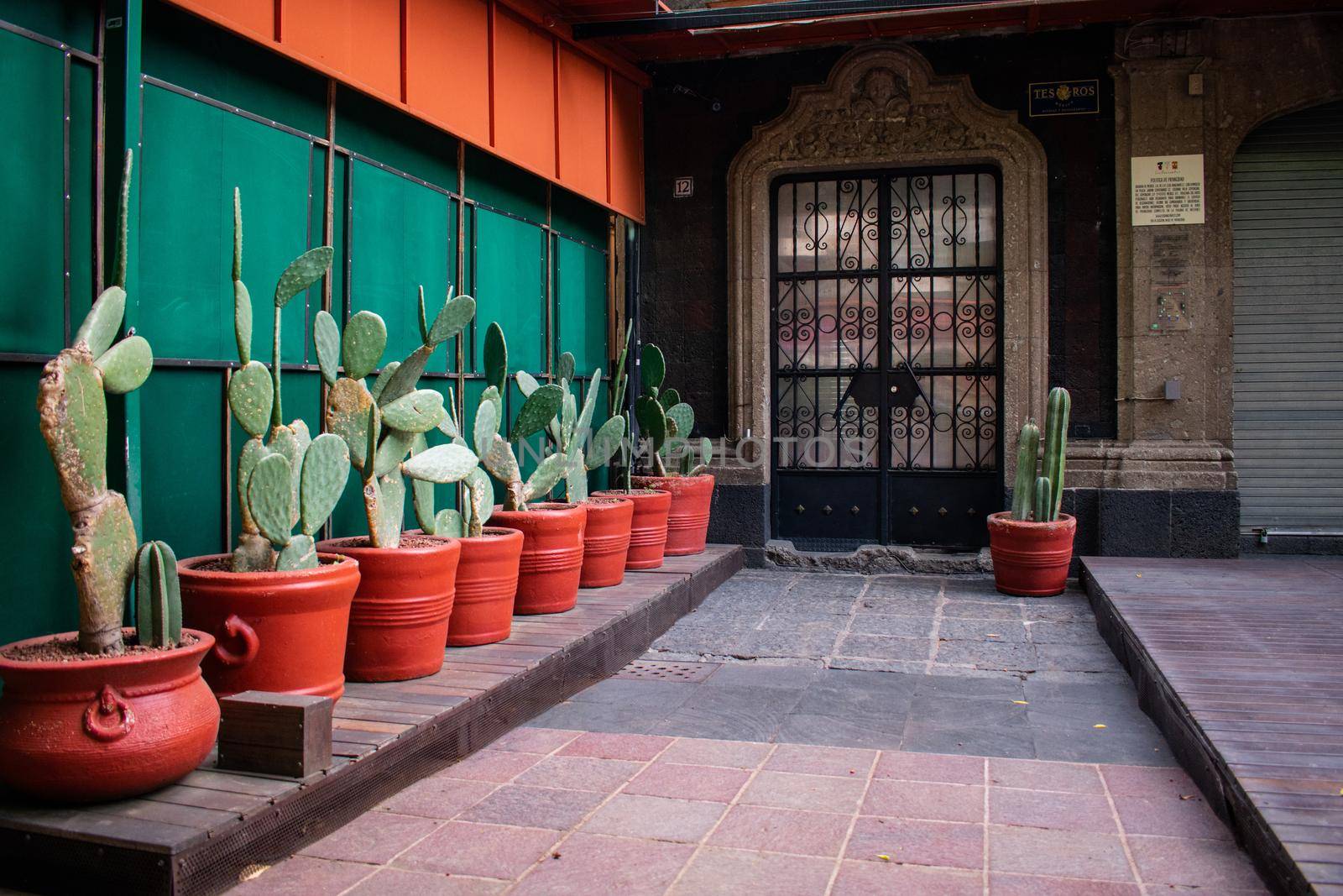 Row of nopales in brown pots on wooden floor and next to the entrance of an old building. Mexican spiky plants in clay pots next to green wall. Metal and glass door from classic building