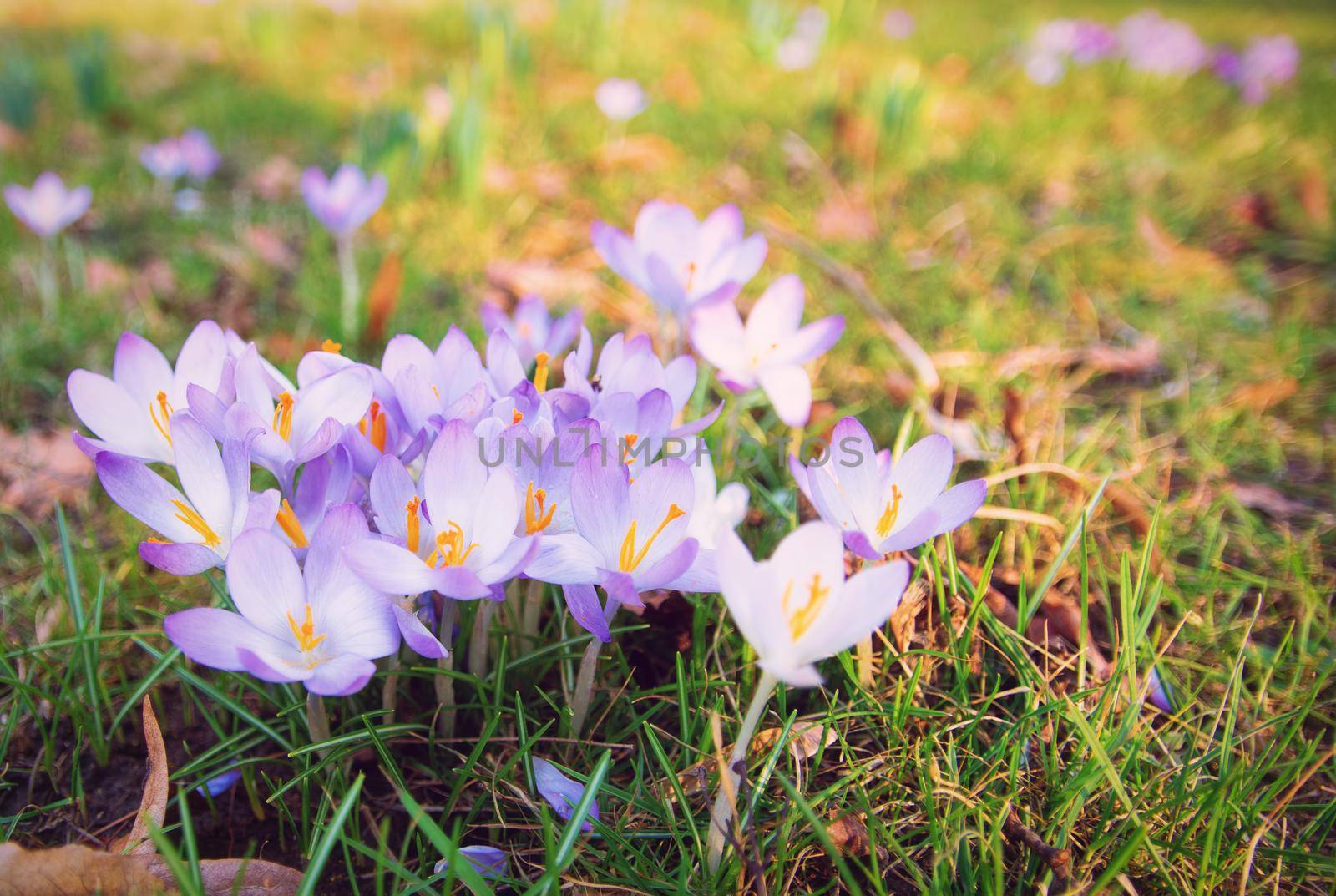 Flowering violet Crocus on a field. Crocus flowers in bokeh sunny light, close up. Crocus in Early Spring. Spring blossom time.