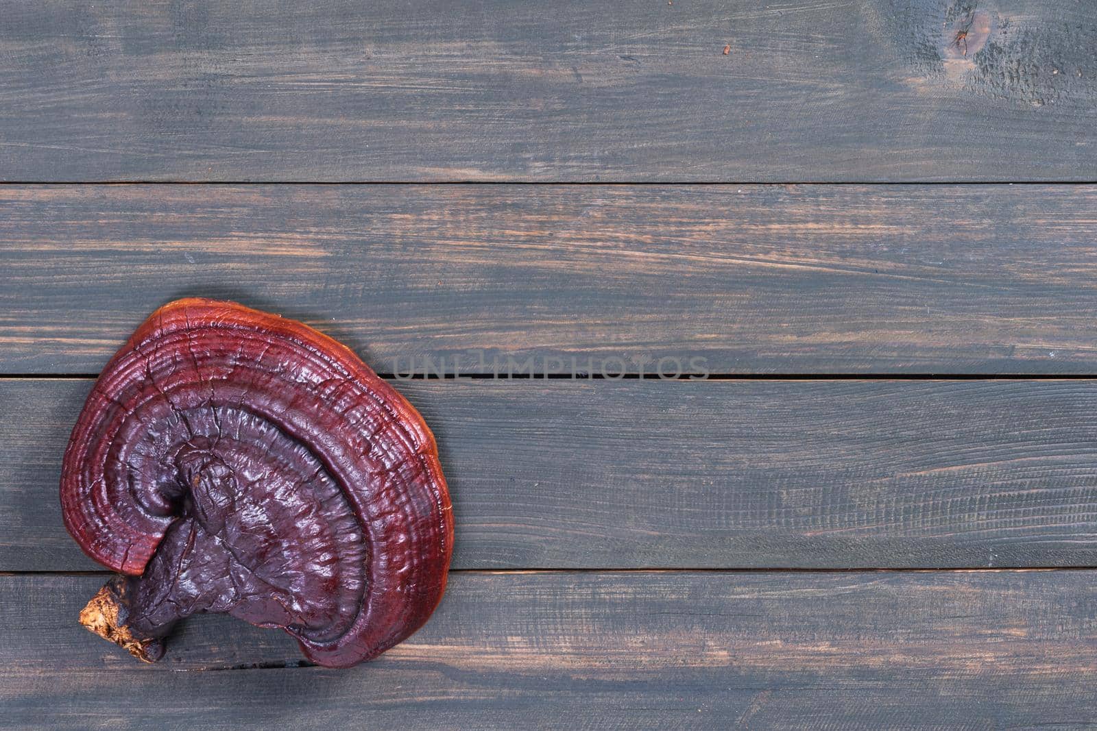 Close up of Ling zhi mushroom, Ganoderma lucidum mushroom on wood table