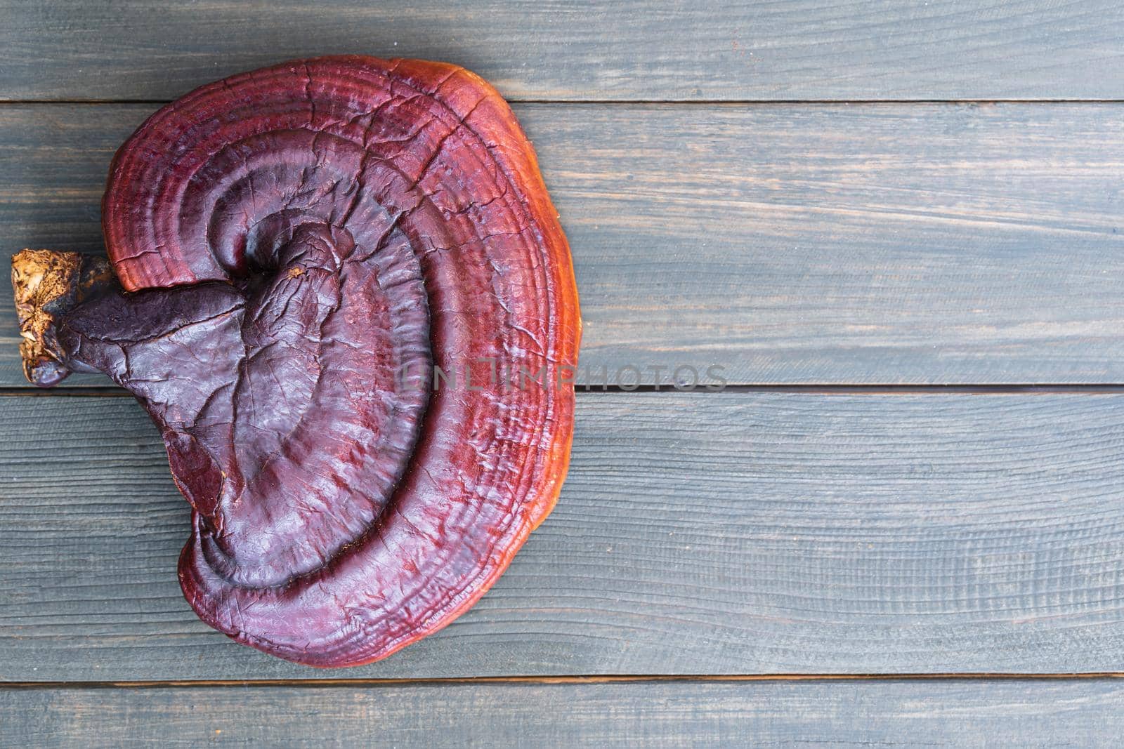 Close up of Ling zhi mushroom, Ganoderma lucidum mushroom on wood table