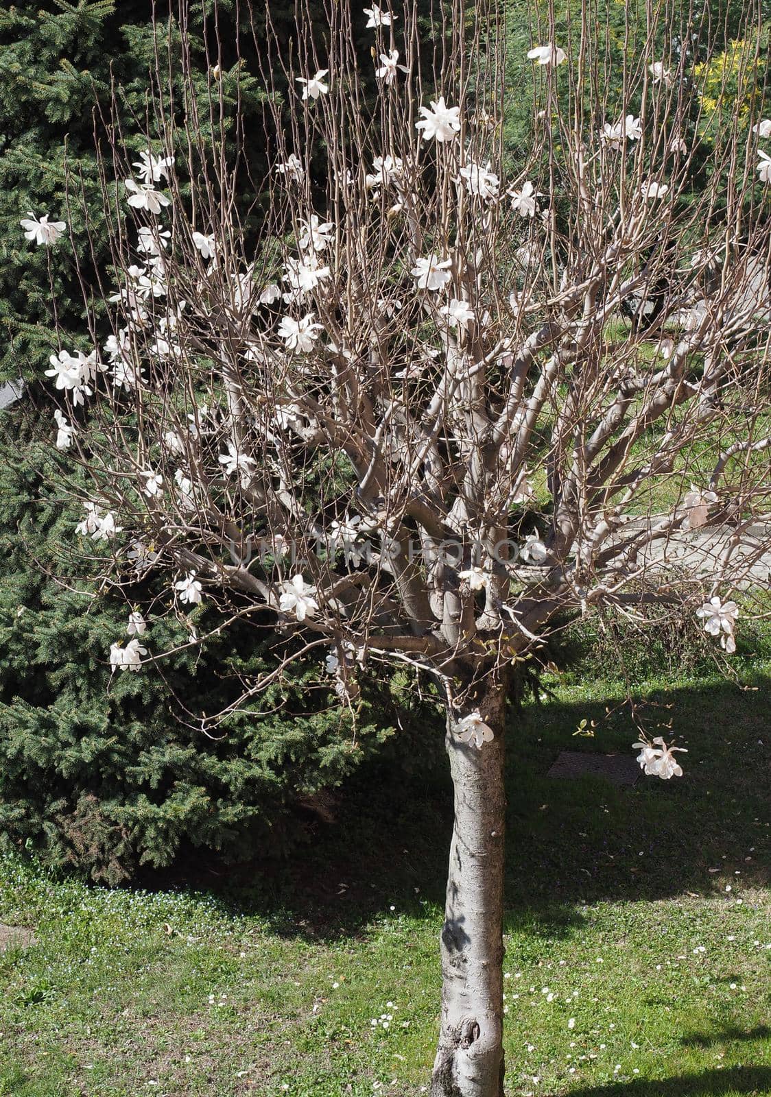 sweetbay (scientific name Magnolia virginiana) tree ((sweetbay (scientific name Magnolia virginiana))