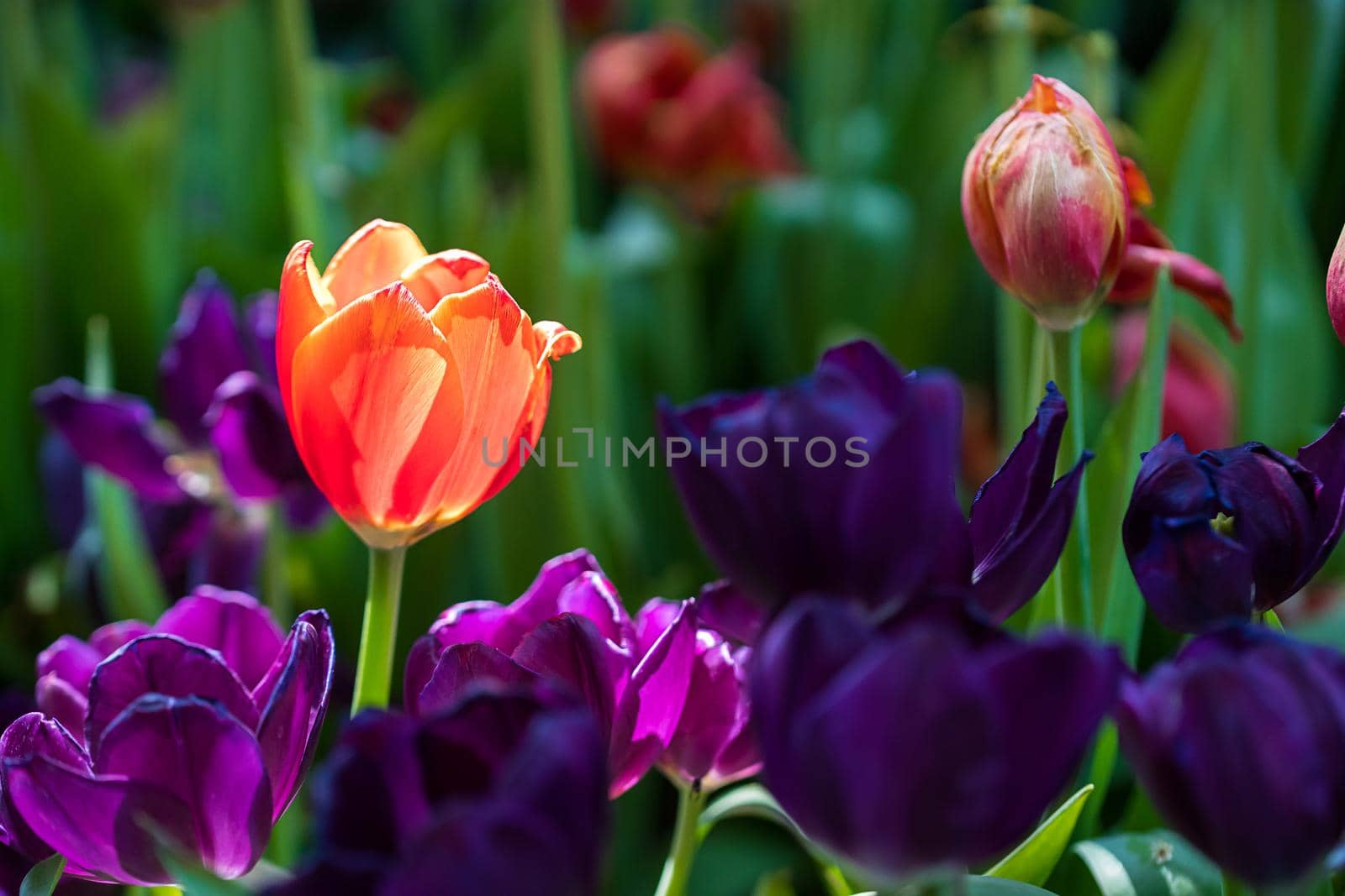 Close up red and purple tulips blooming in the flower garden