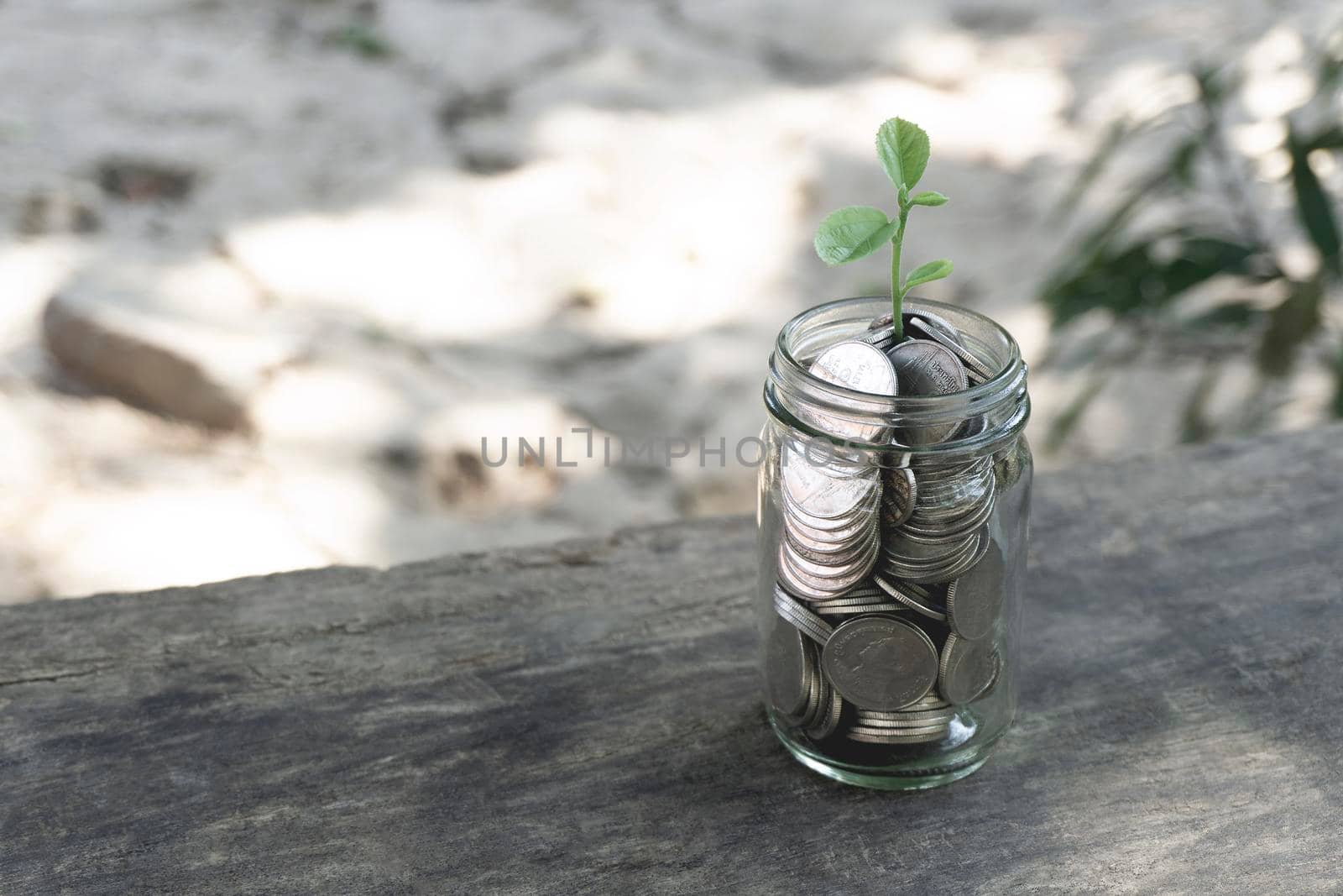 Growing plant of money Saving Thai baht coins in a bottle glass on wood table with filter effect retro black style. Money save Concept