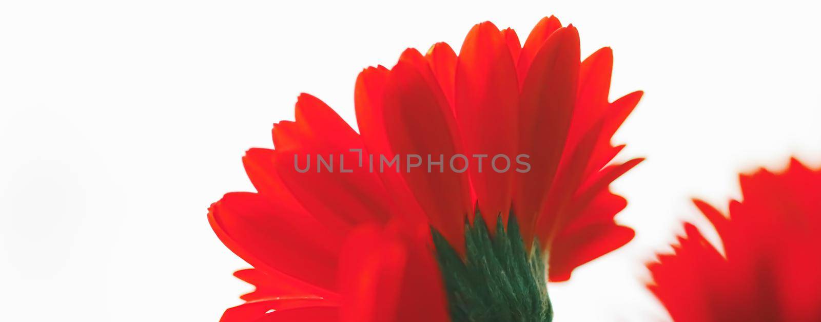 Red daisy flower isolated on white background, floral art and beauty in nature by Anneleven