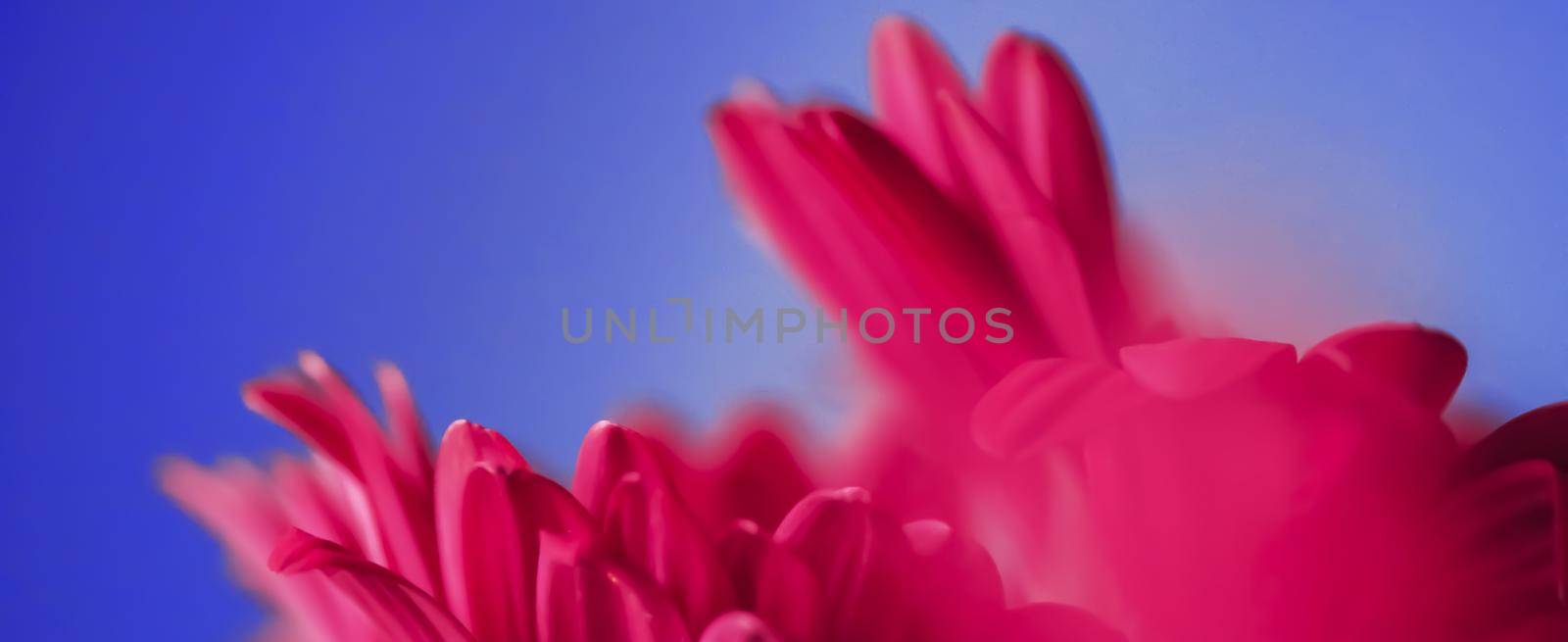Pink daisy flowers on blue background, floral backdrop and beauty in nature by Anneleven