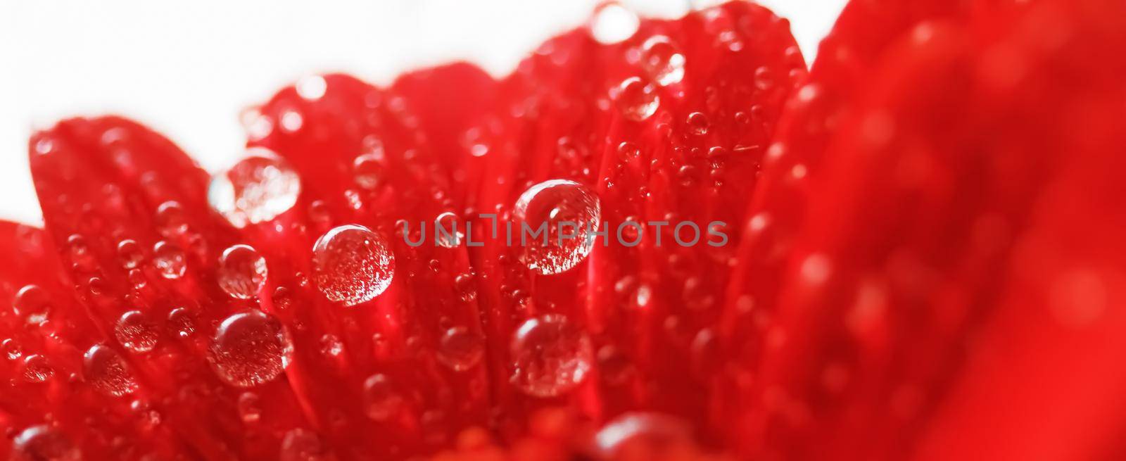 Red daisy flower petals and morning dew drops, floral background and beauty in nature closeup