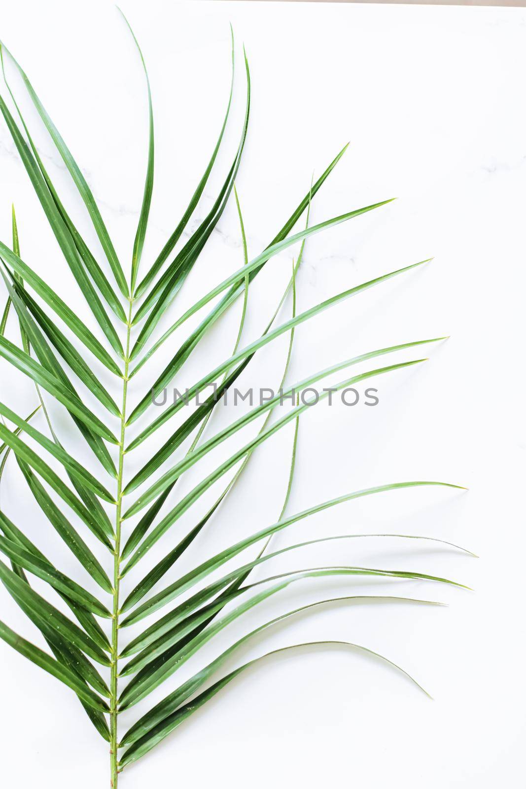 Green exotic leaf on white marble background, luxury branding flat lay and brand identity design for mockups