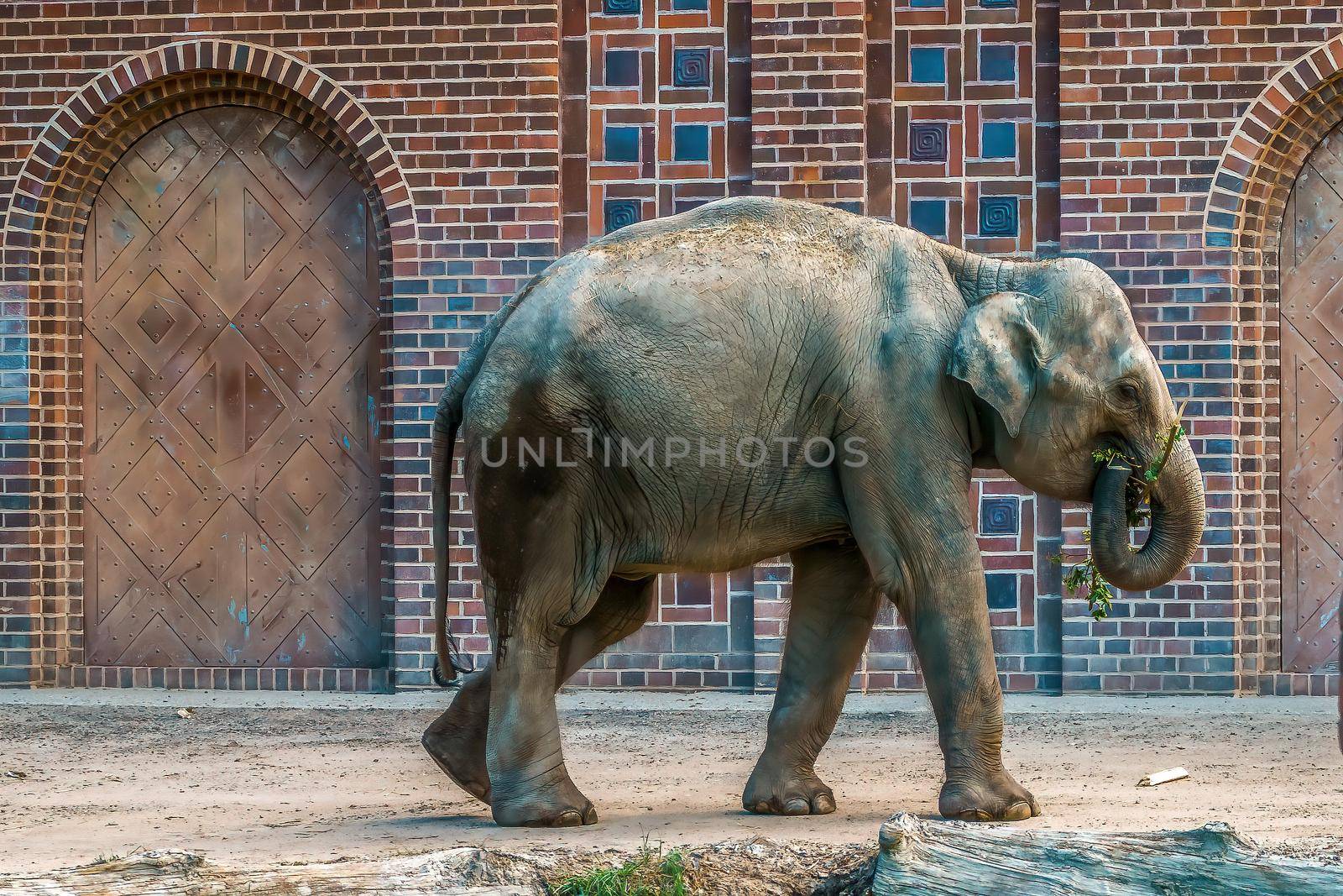 an indian elephant is enjoying the exercise in Leipzig zoo
