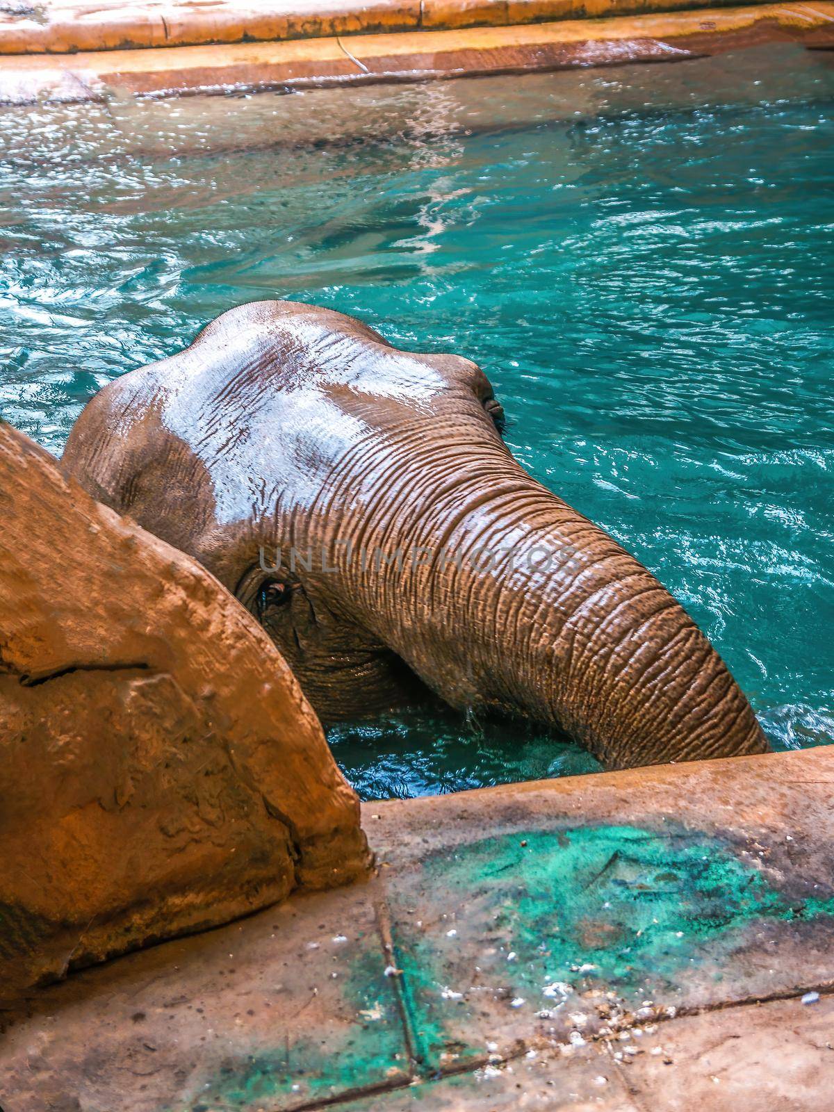 an indian elephant enjoys the clear water at Leipzig zoo