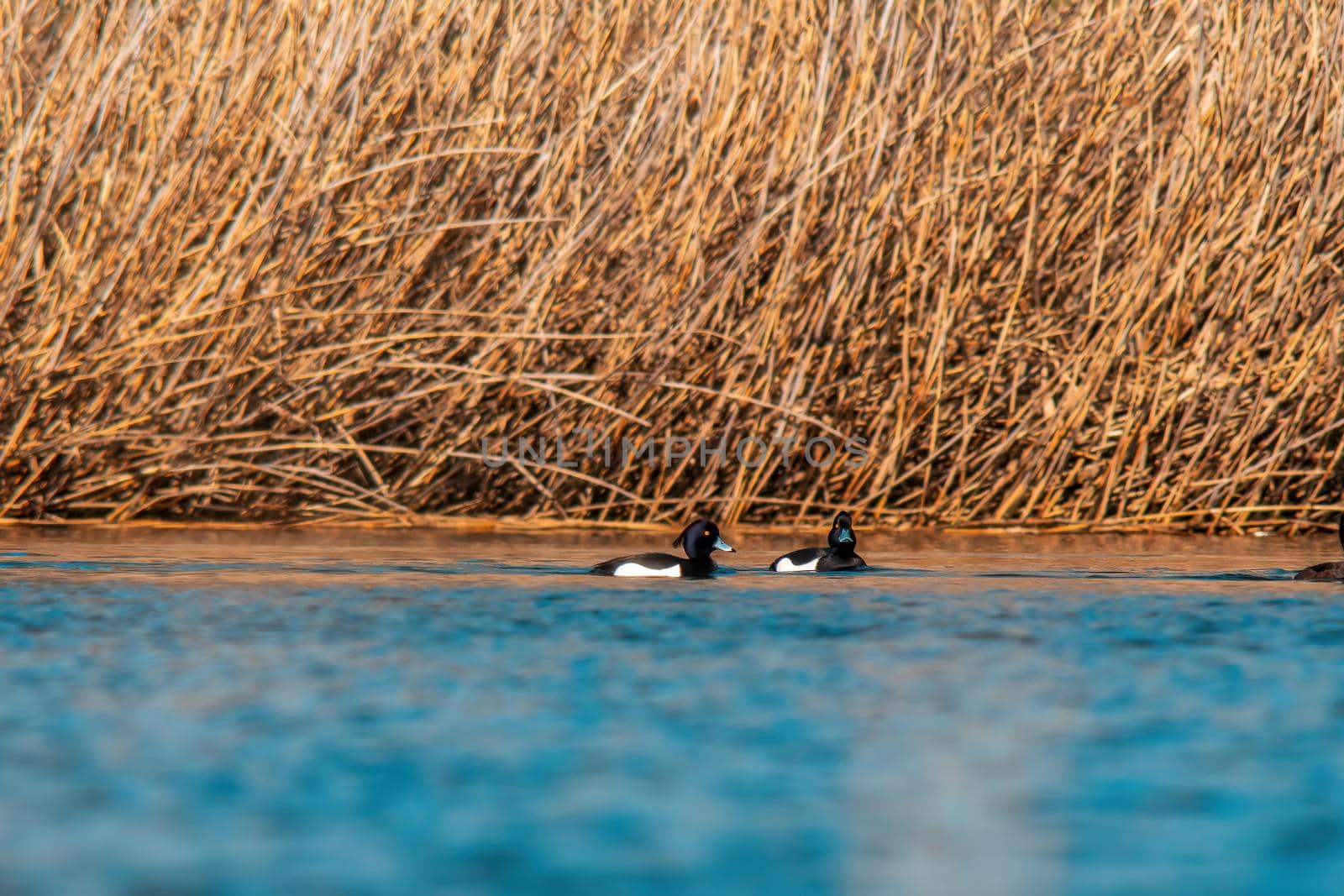 tufted duck swims on a pond