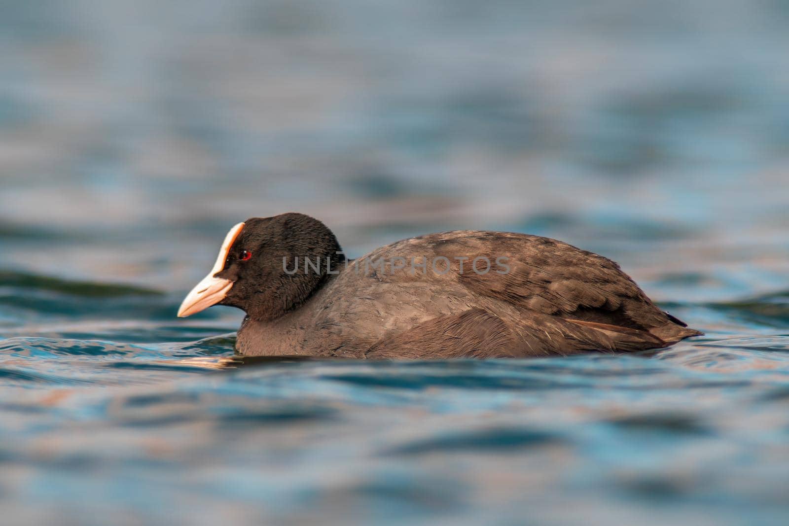 Eurasian coot swims on a pond