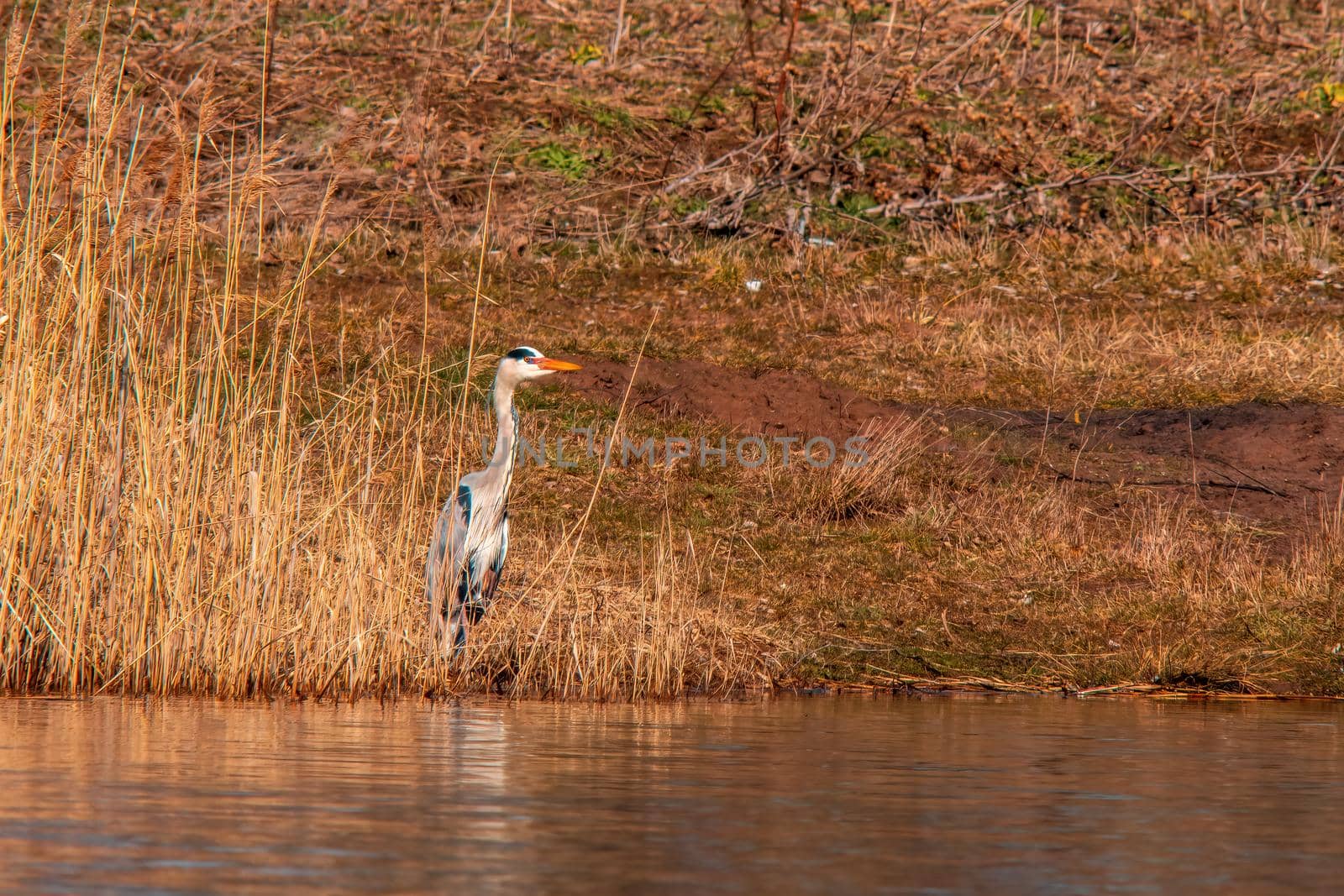 gray heron stands by a lake and keeps an eye out for fish
