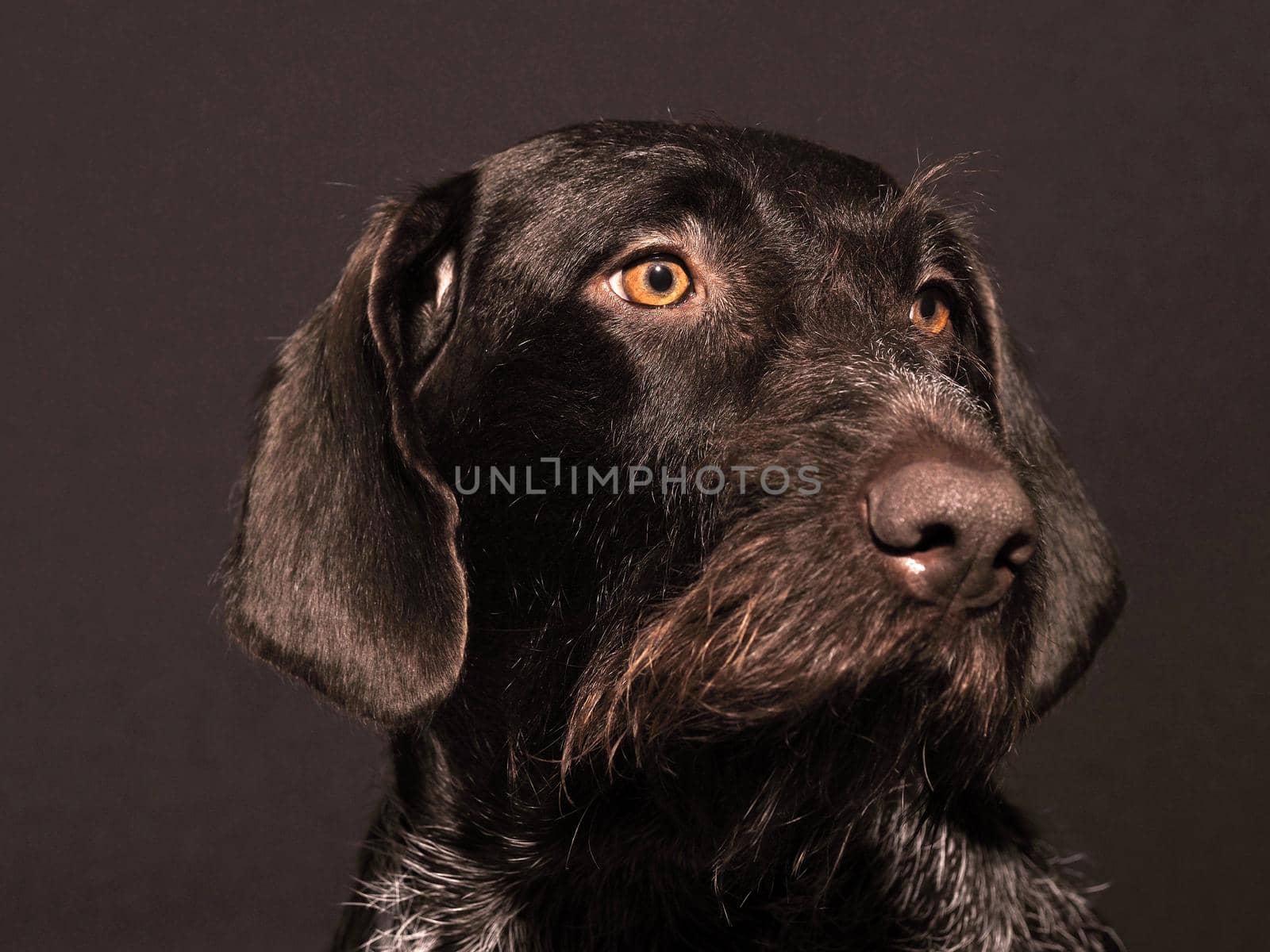 Portrait of a dog thoroughbred German wire hair, brown, hard-haired. by Olga26