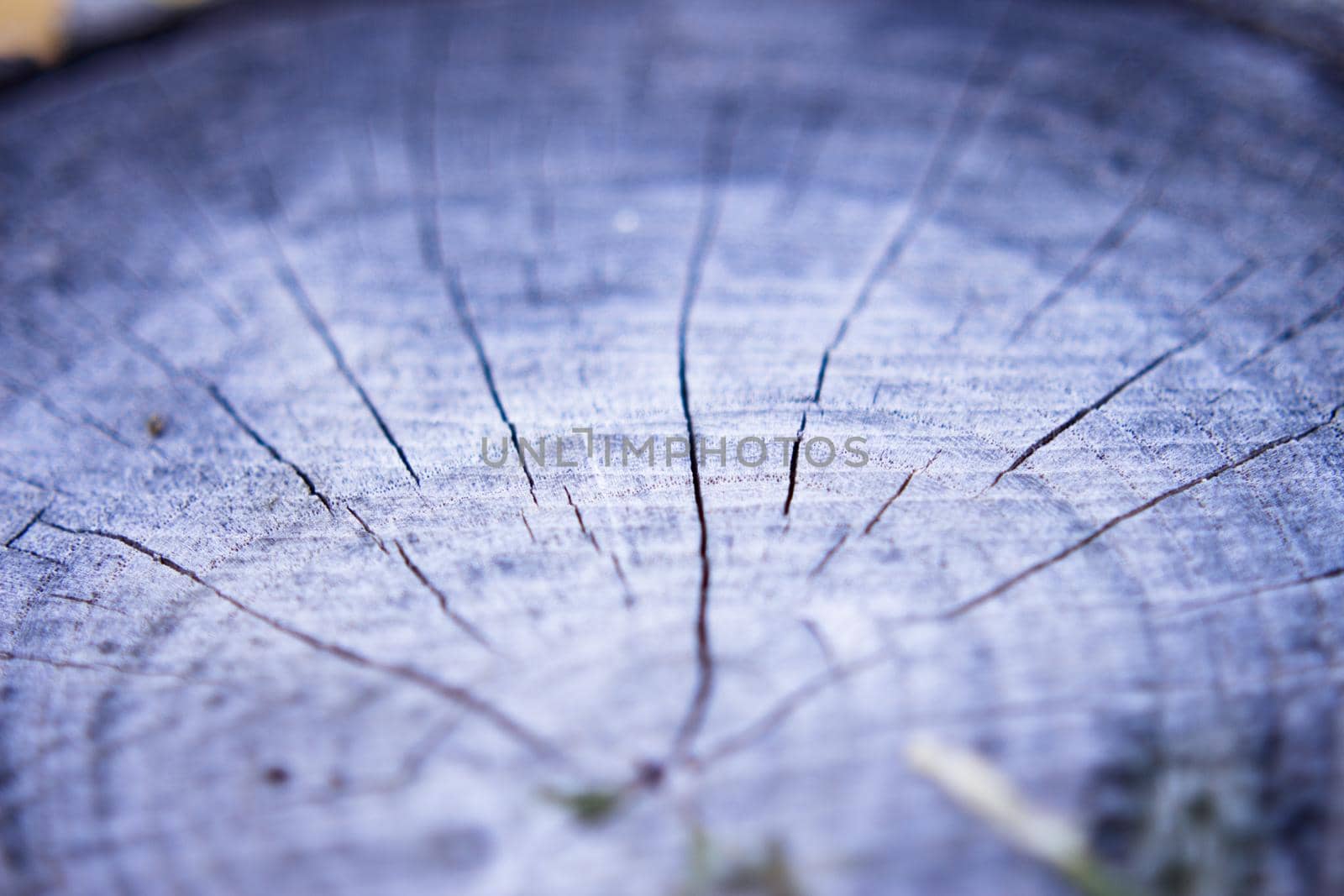 Rings from the trunk of a cut tree. Copy space