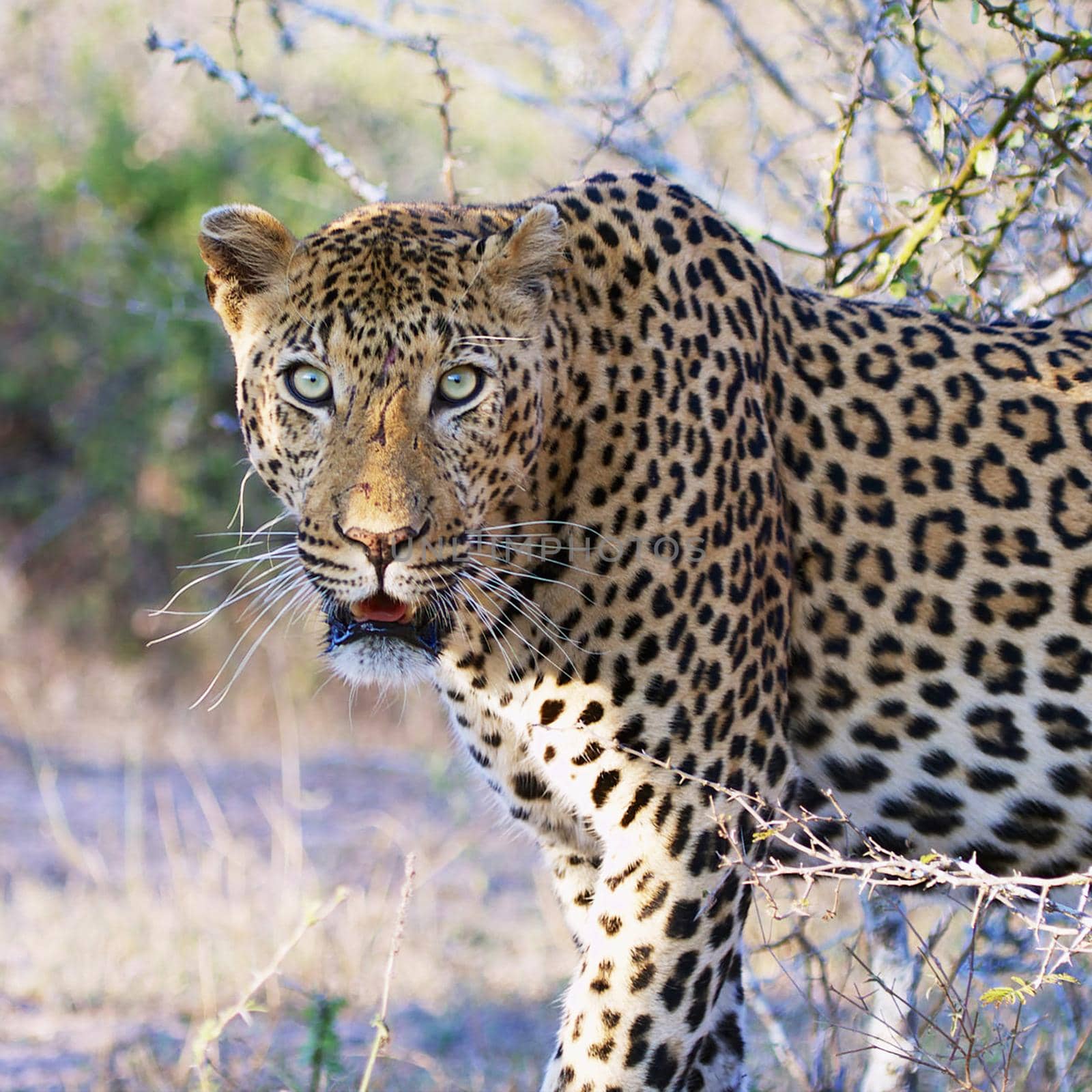 Beautiful pictures of  Kruger by TravelSync27