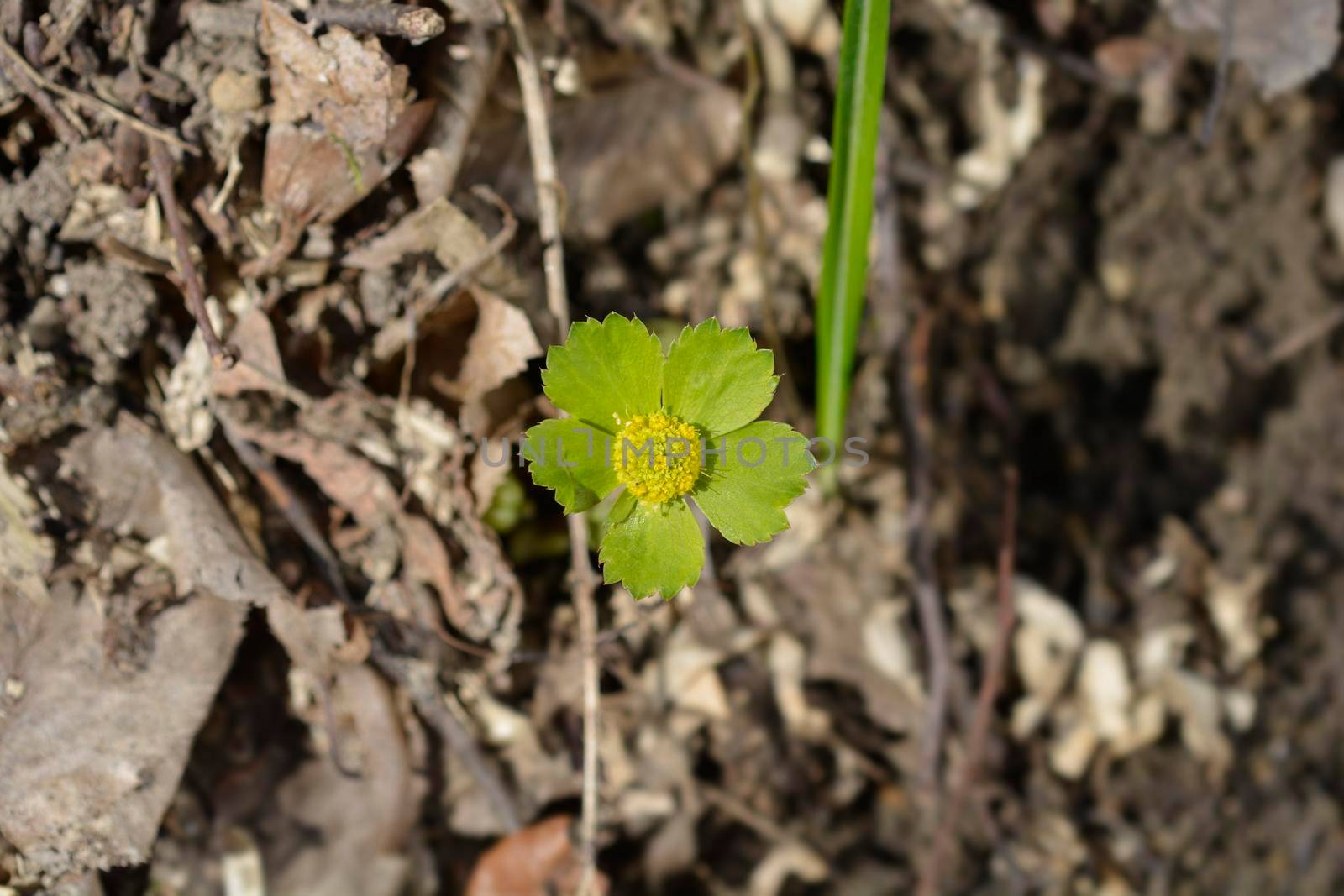 Dwarf masterwort flower - Latin name - Hacquetia epipactis