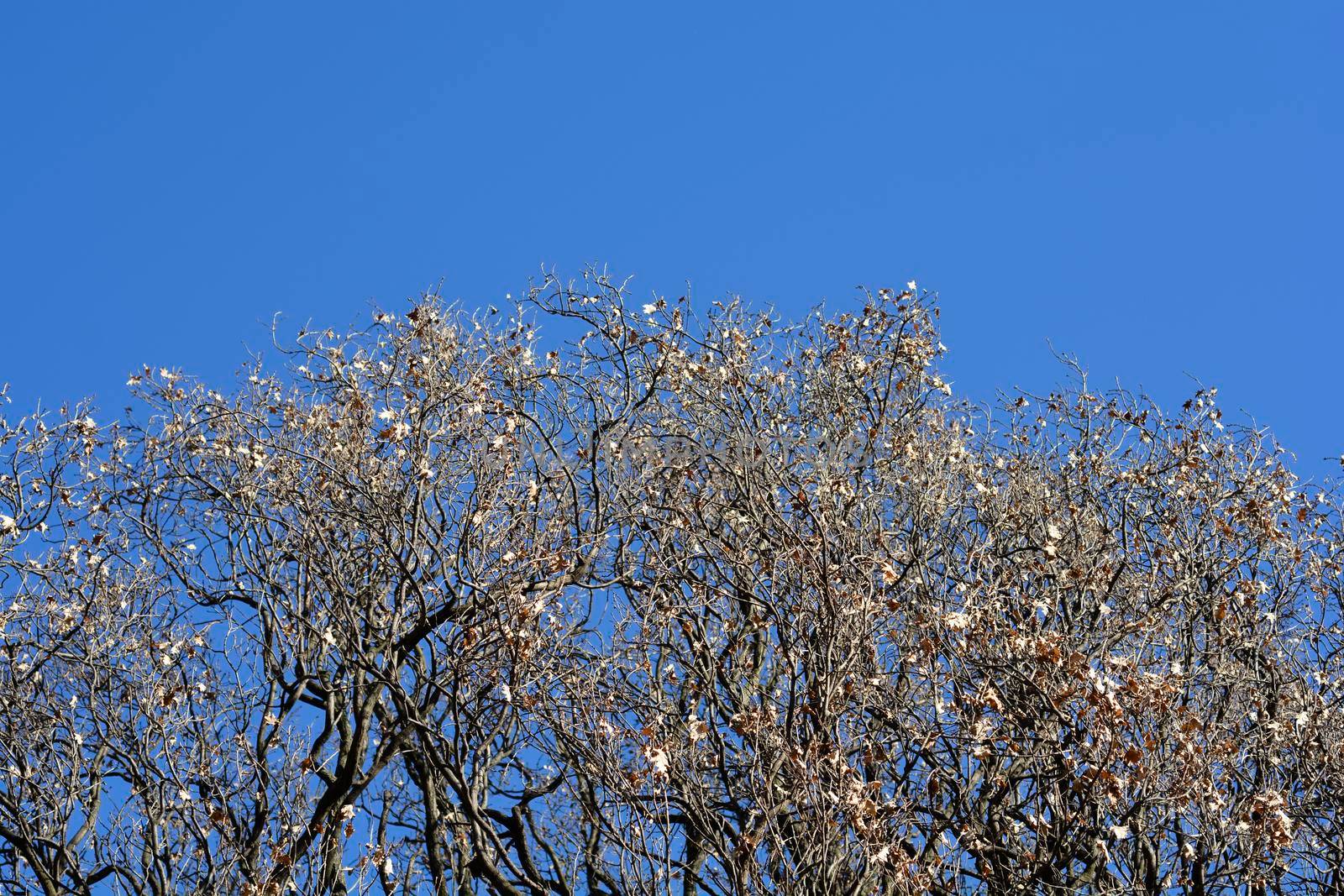 English oak branches with dry leaves against blue sky - Latin name - Quercus robur Fastigiata