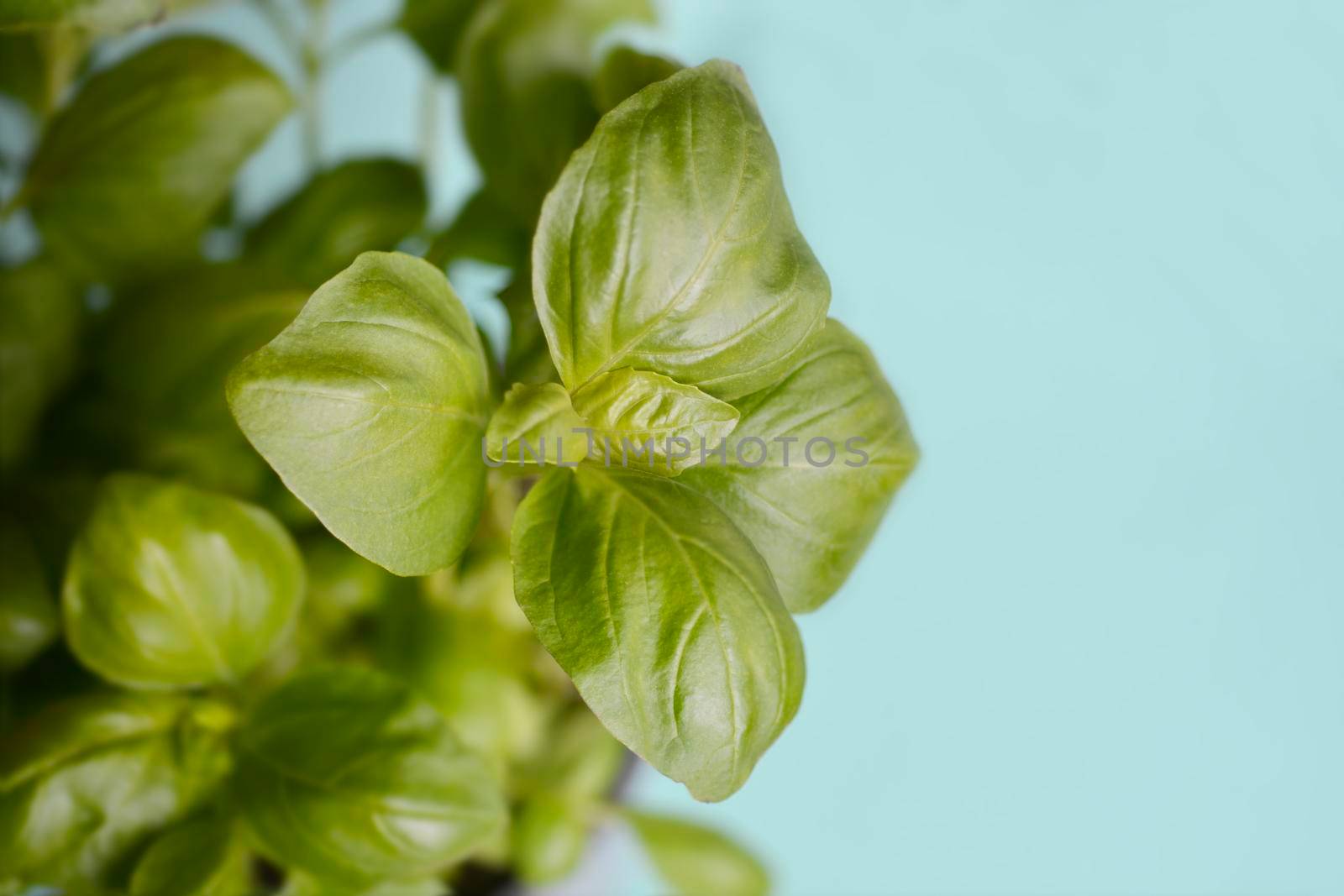 Common basil leaves - Latin name - Ocimum basilicum