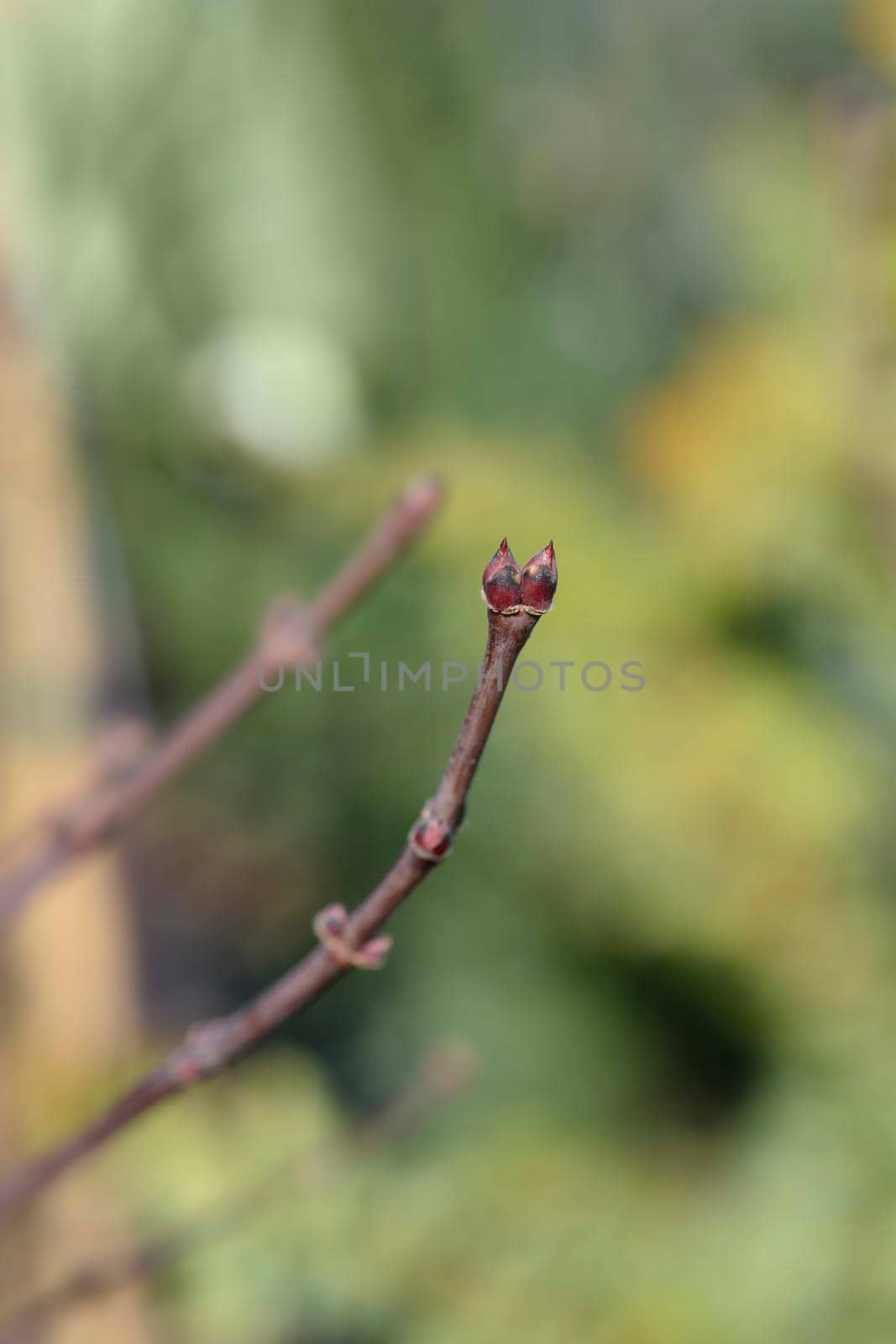 Purple Japanese Maple branch with buds - Latin name - Acer palmatum Atropurpupreum