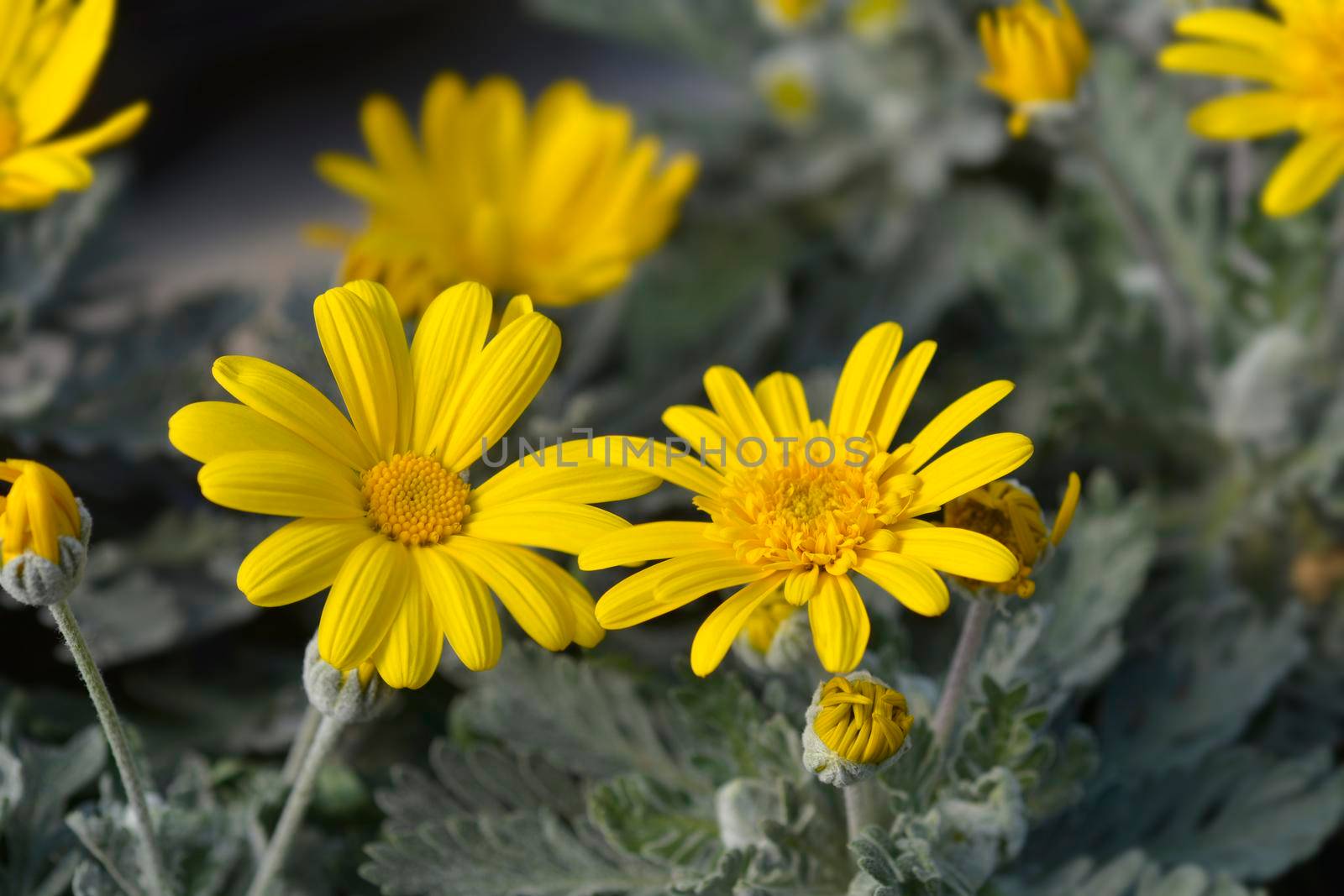 Gray-leaf eurypos Silver Star flowers - Latin name - Euryops pectinatus Silver Star