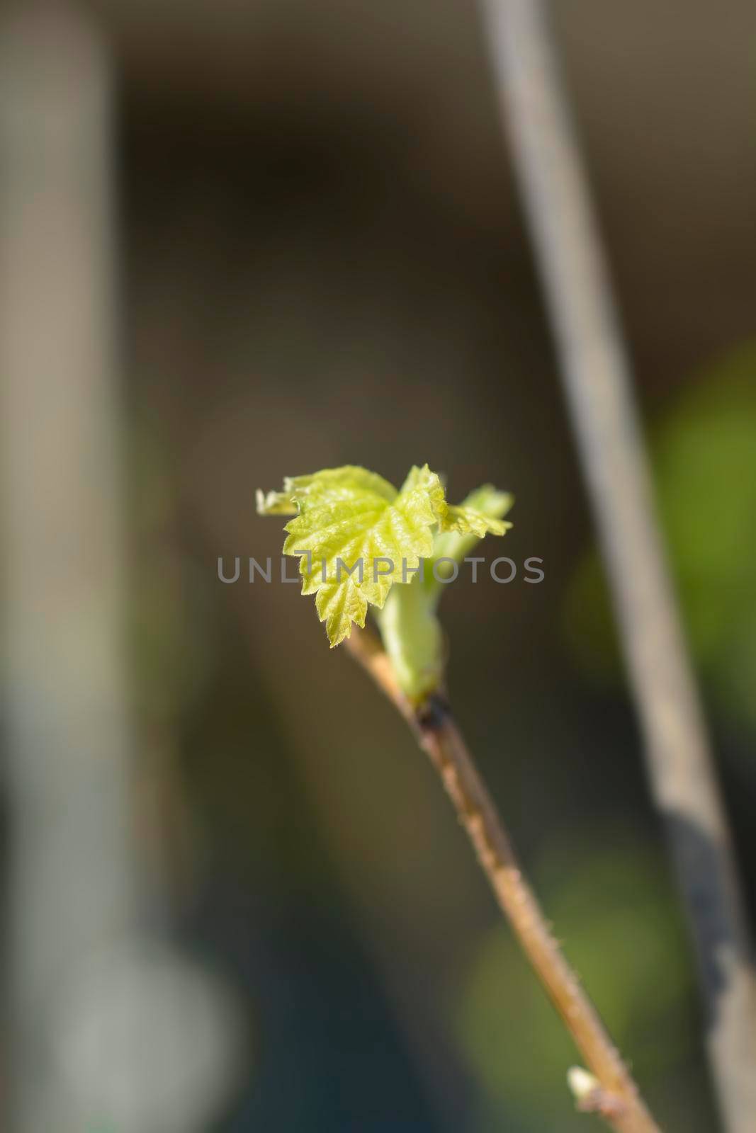 European red Raspberry new leaves - Latin name - Rubus idaeus