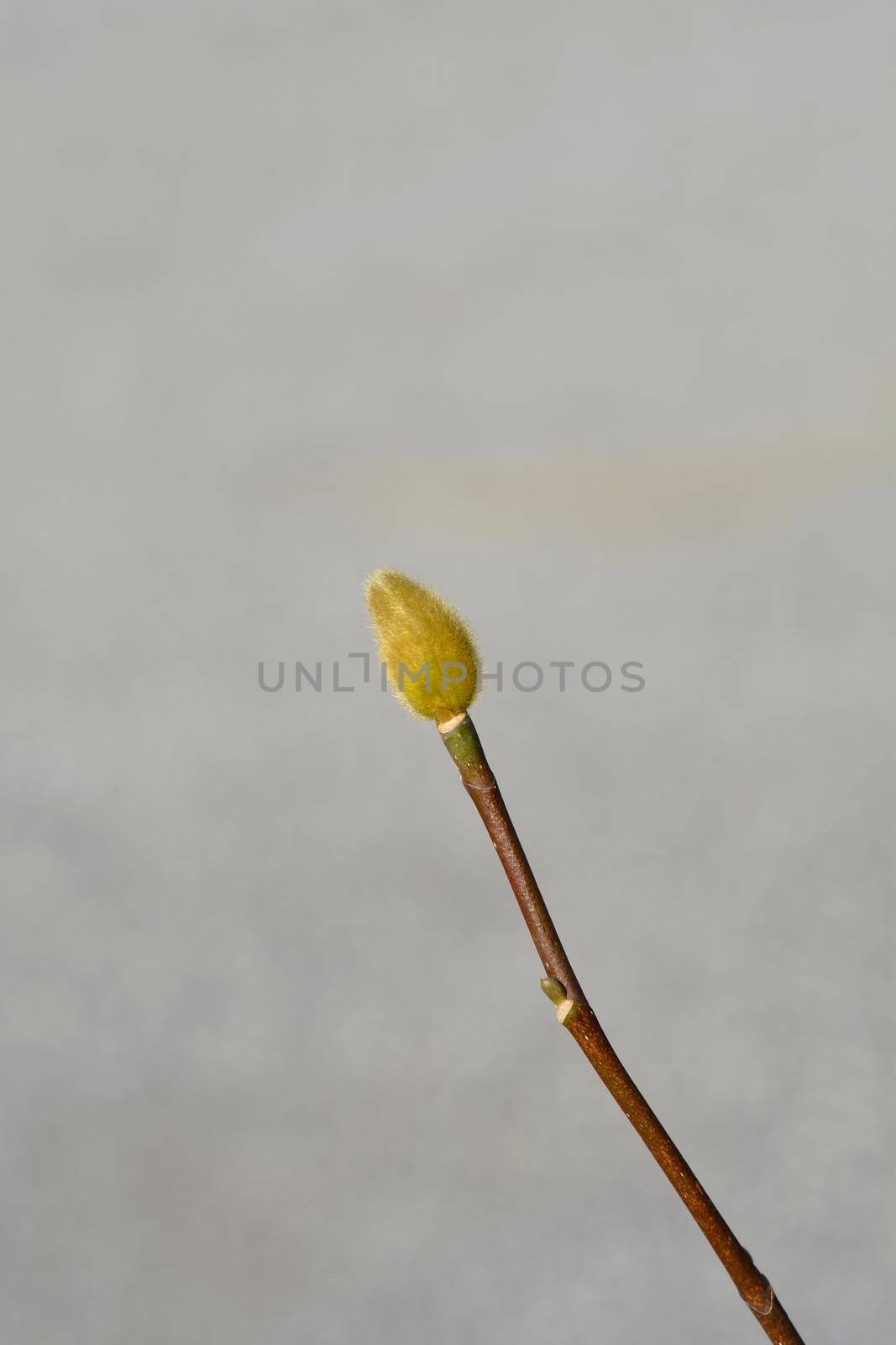 Magnolia Genie flower bud - Latin name - Magnolia Genie