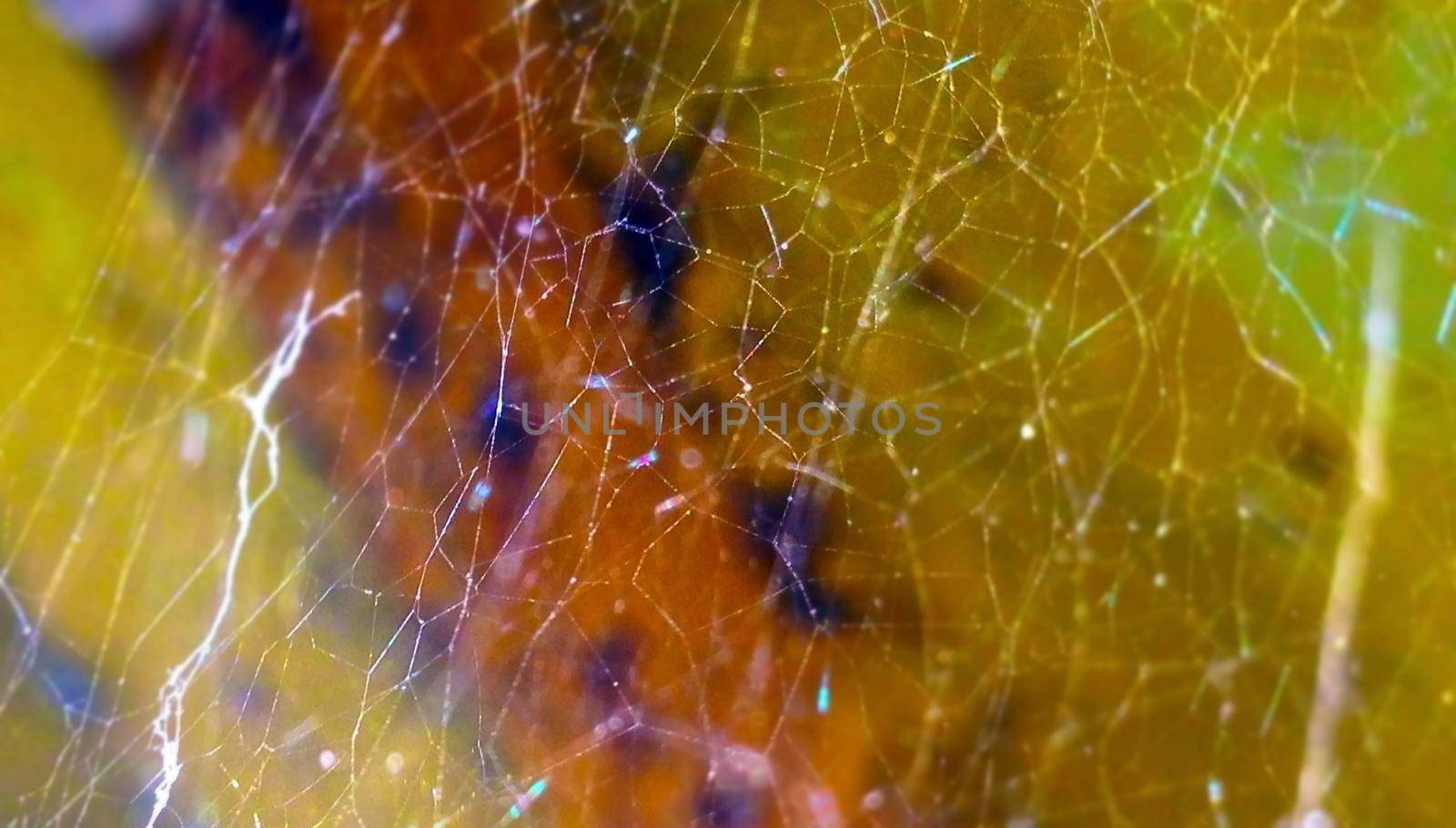 A photo of a spider's web in the morning. Focus is on the web and water drops