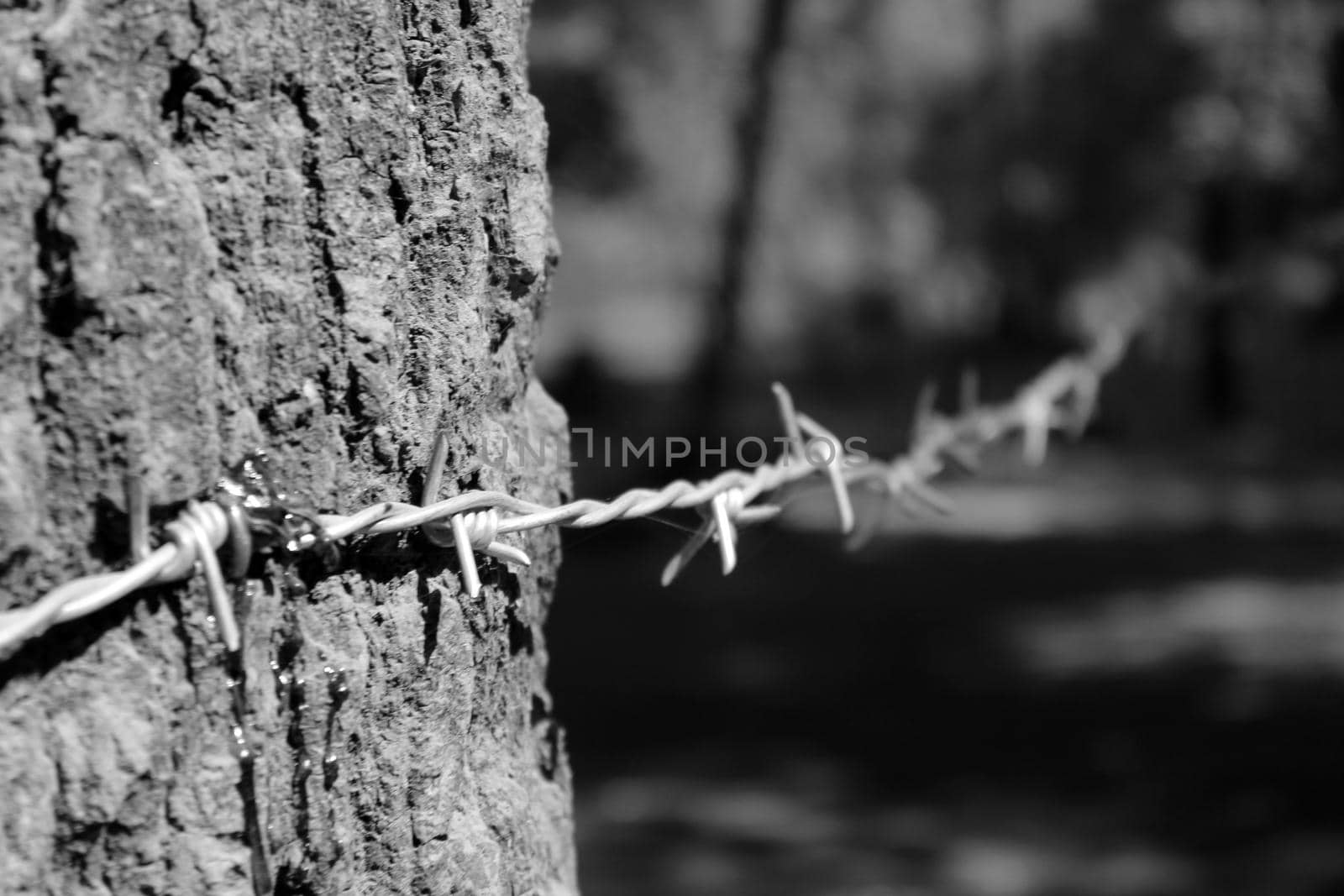 black and white image of barbed wire on the tree, focus on barb wire, the tree is bleeding because of the force of wire, focus on wire and tree, blurred background.
