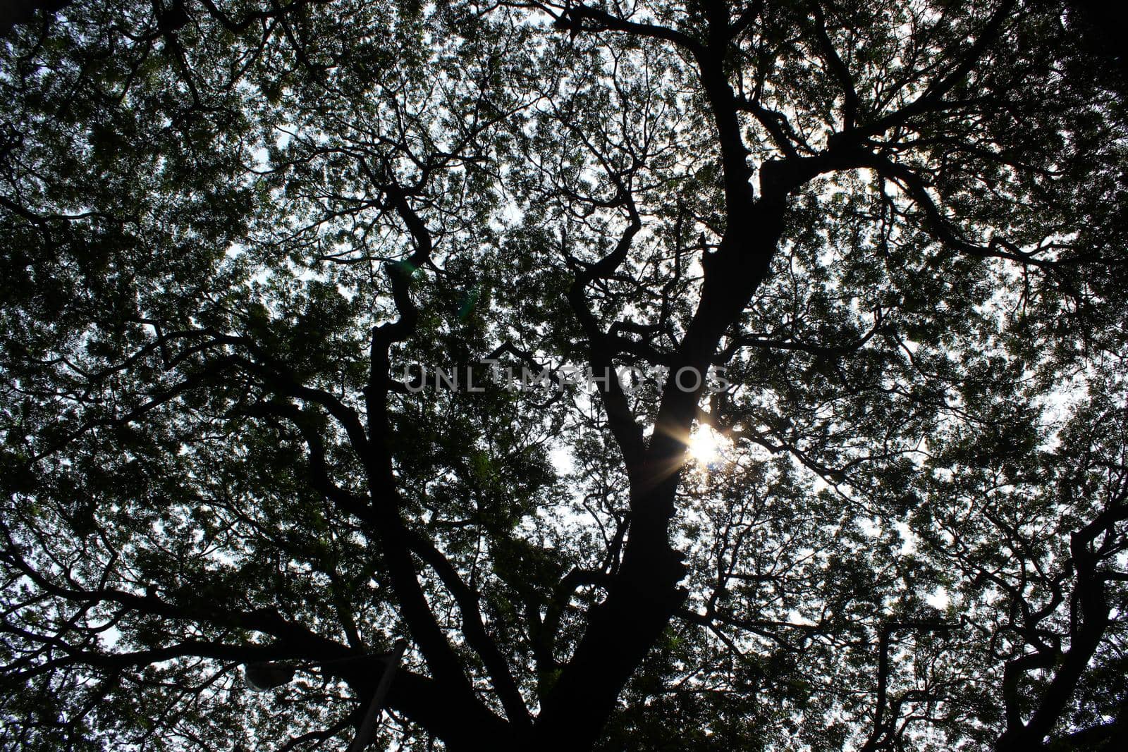 looking up to the sun from trees in the forest