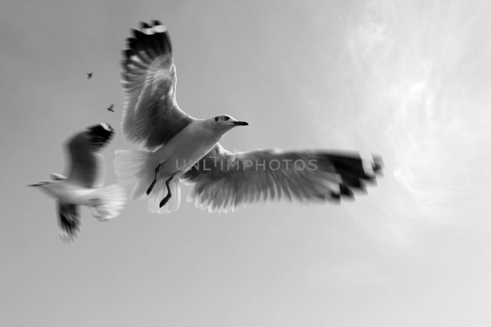 Pigeons / Dove in sky black and white by tabishere