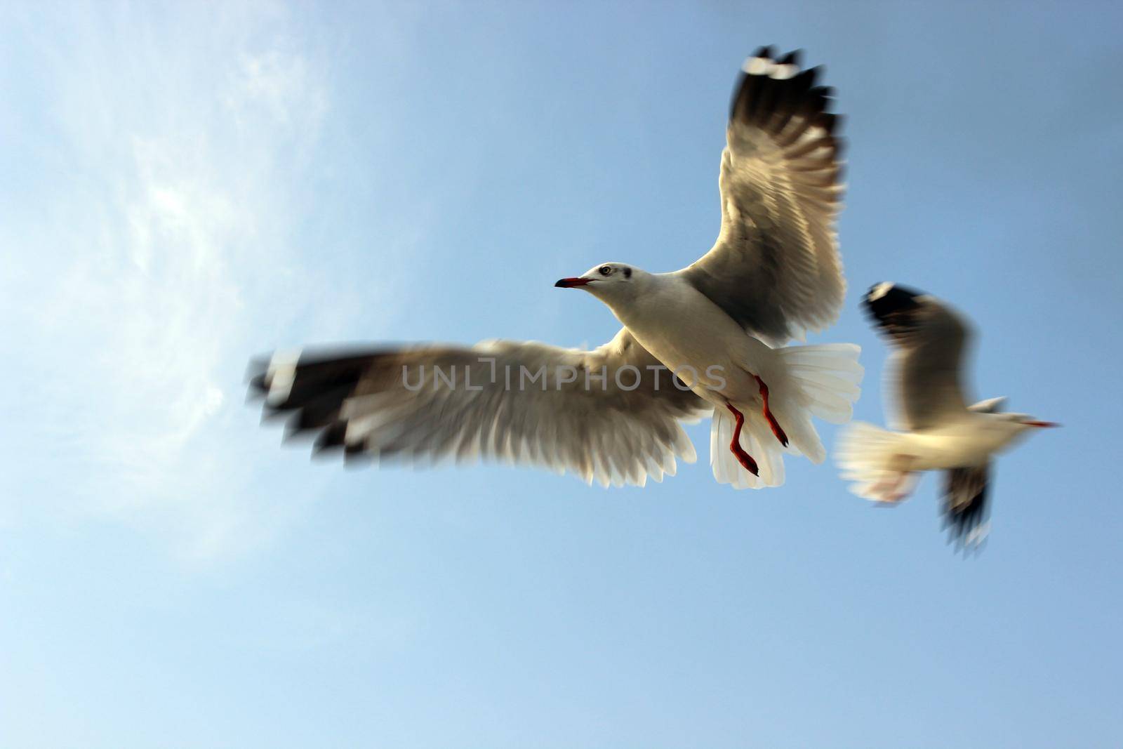 Two Pigeons / Dove in blue sky by tabishere