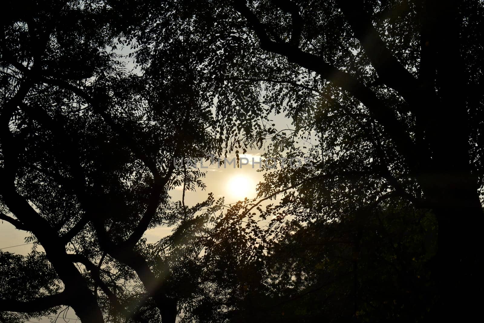looking at sun in dark through tree form below by tabishere
