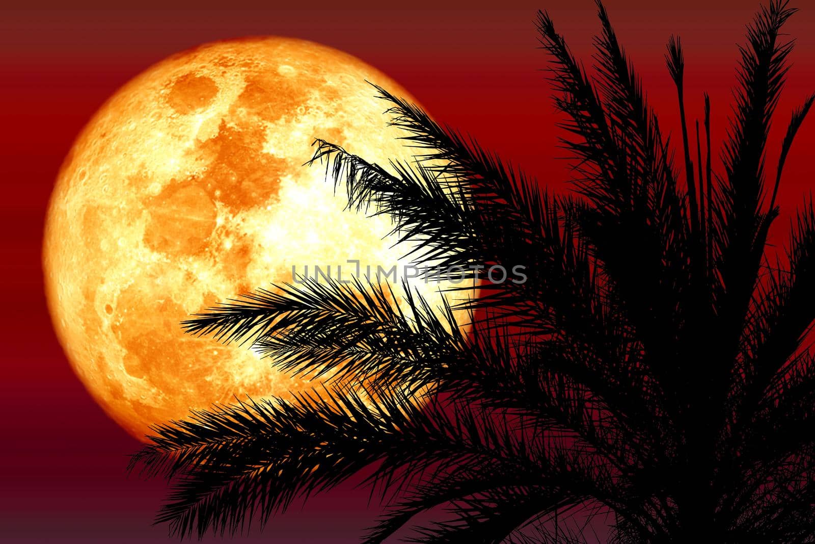 Super harvest blood moon and silhouette coconut palm tree on red night sky by Darkfox