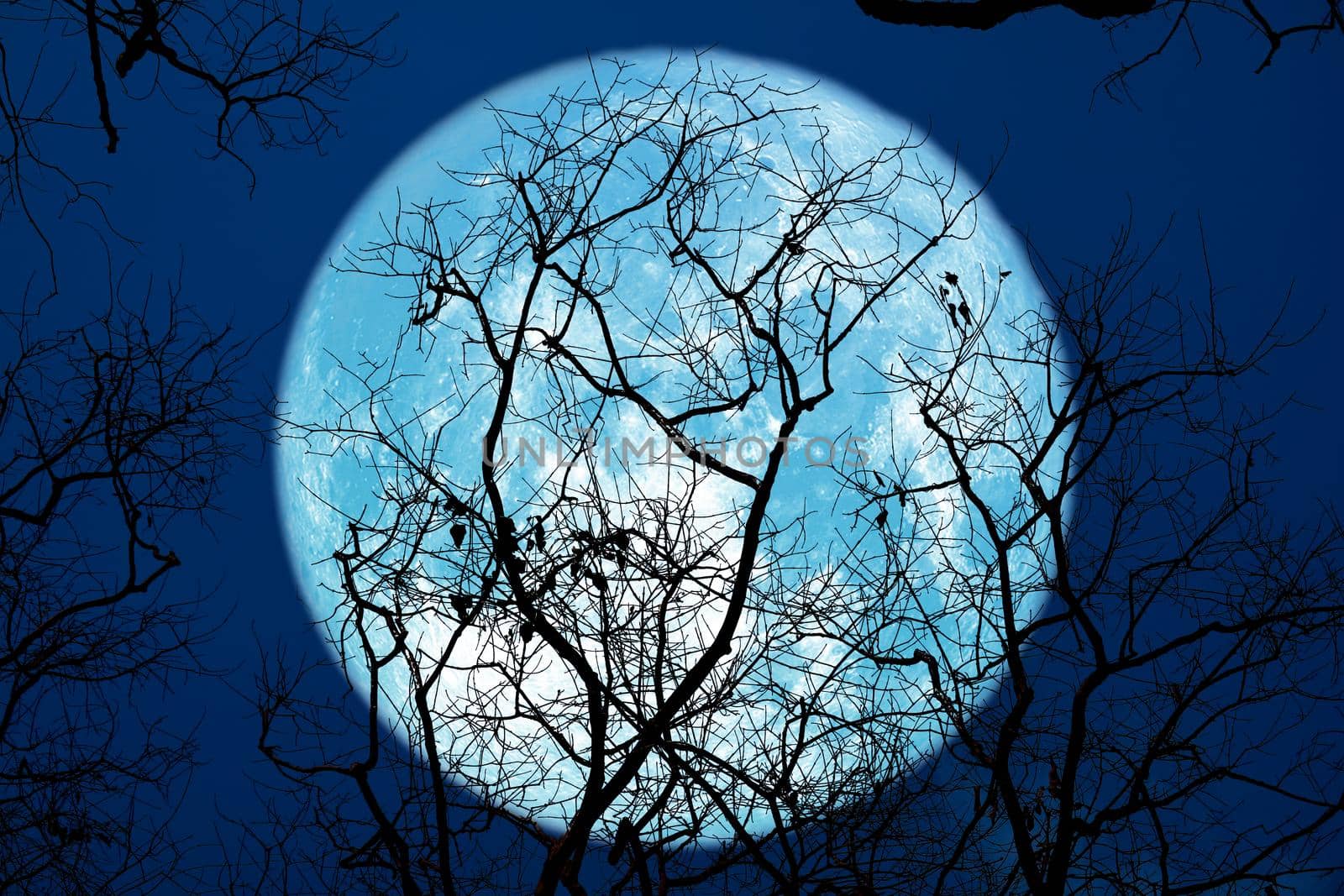 super sturgeon blue moon and silhouette tree in the night sky, Elements of this image furnished by NASA