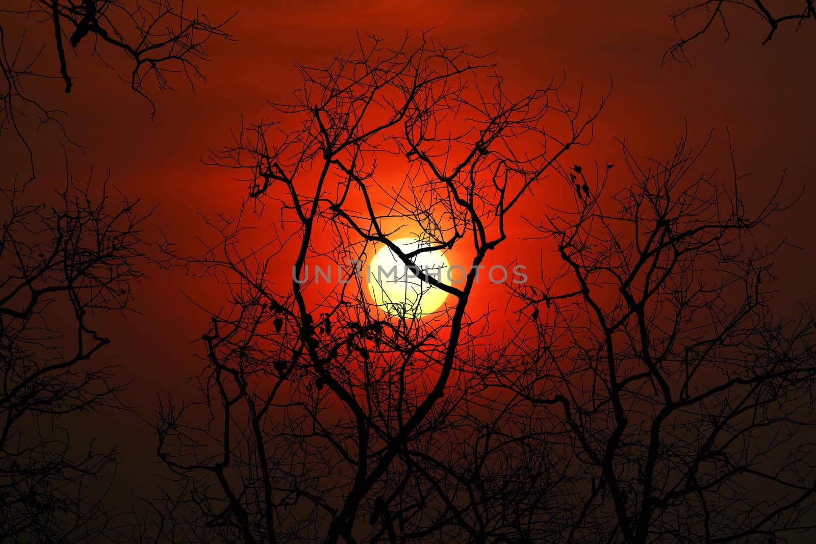 sunset back on silhouette dry tree dark red cloud on sky by Darkfox