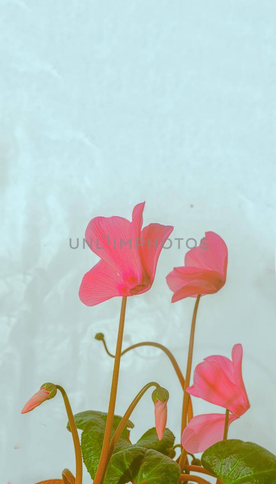 The indoor flower is cyclamen with bright pink flowers surrounded by green leaves on a light background. Front view, copy space