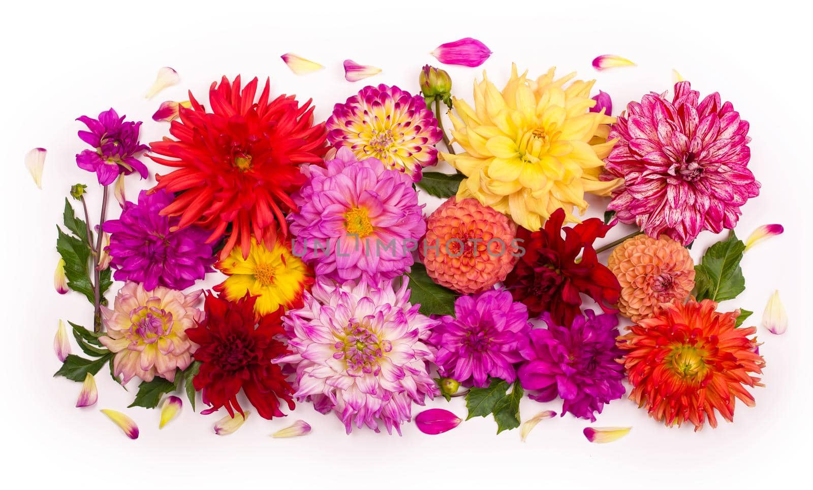 Deautiful flower dahlia isolated on a white background