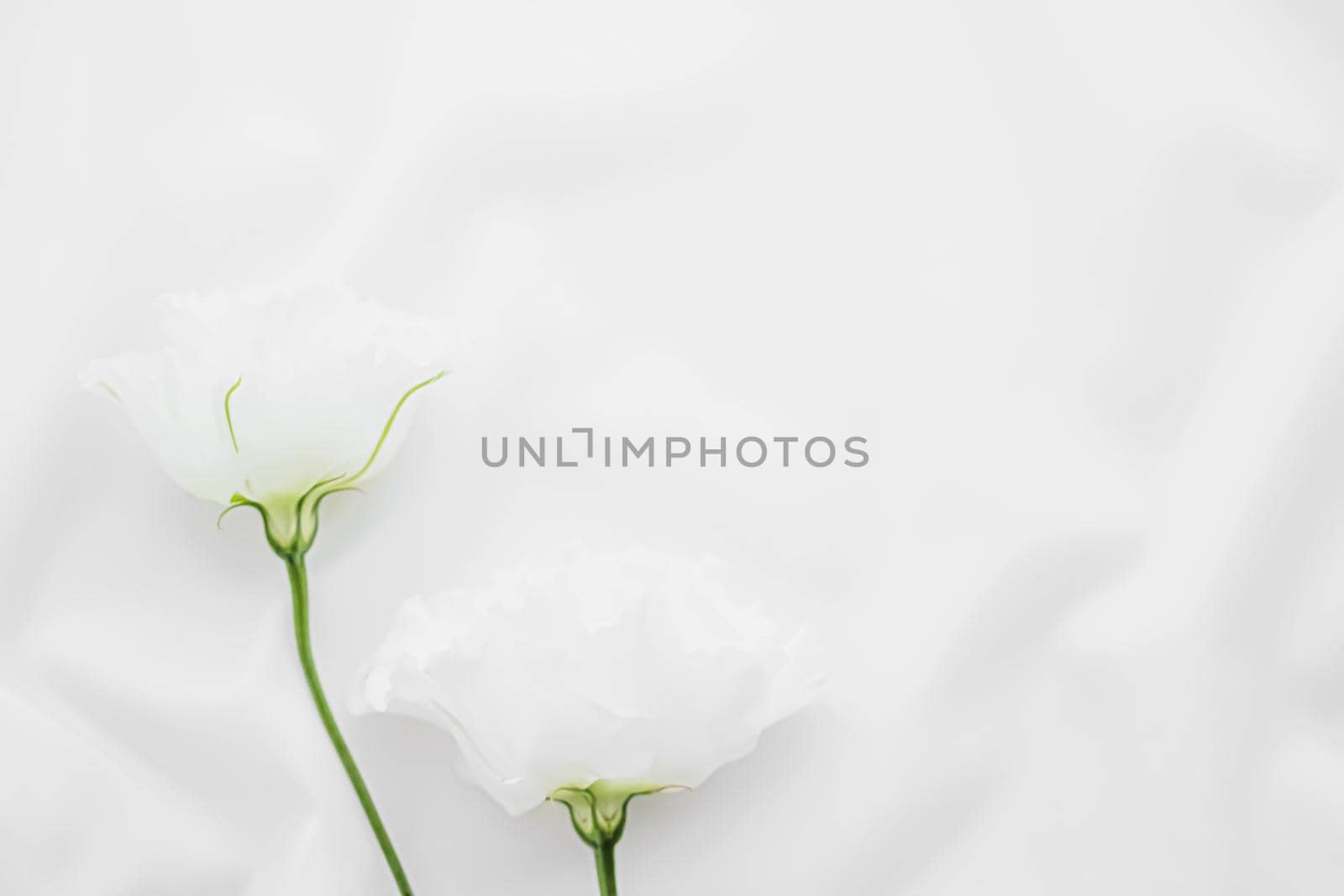 White rose flowers on silk fabric as bridal flatlay background, wedding invitation and holiday branding, flat lay design by Anneleven