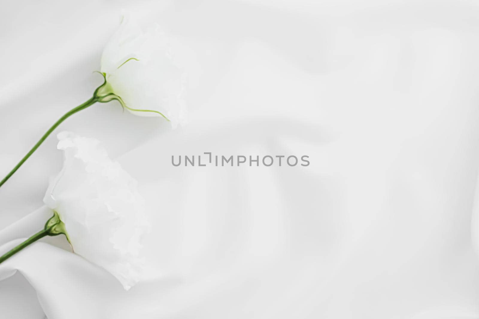 White rose flowers on silk fabric as bridal flatlay background, wedding invitation and holiday branding, flat lay design concept